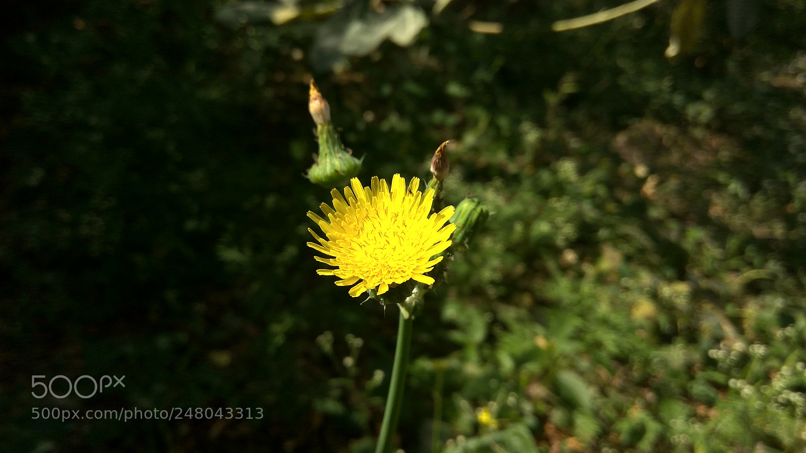 Xiaomi Redmi Note3 sample photo. Untitled photography