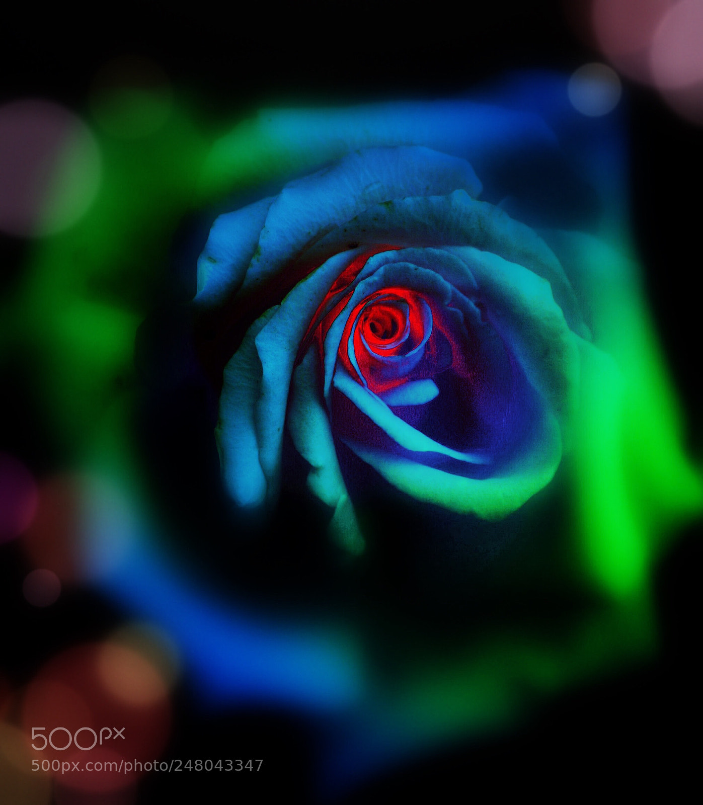 Canon EOS 30D sample photo. Blue rose photography