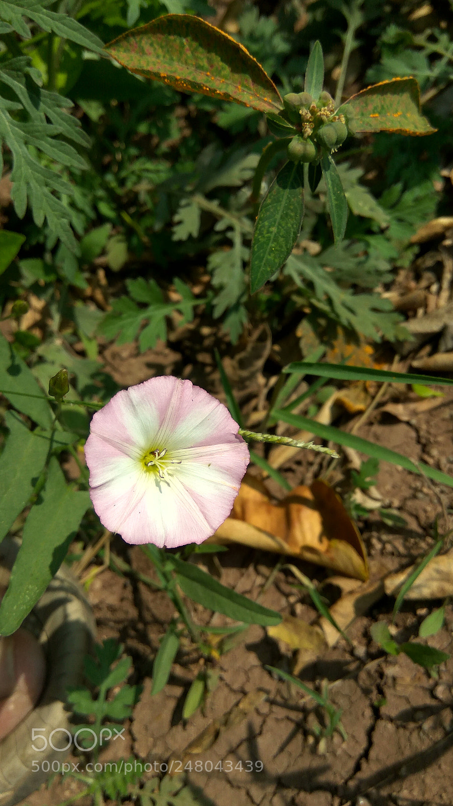 Xiaomi Redmi Note3 sample photo. Untitled photography