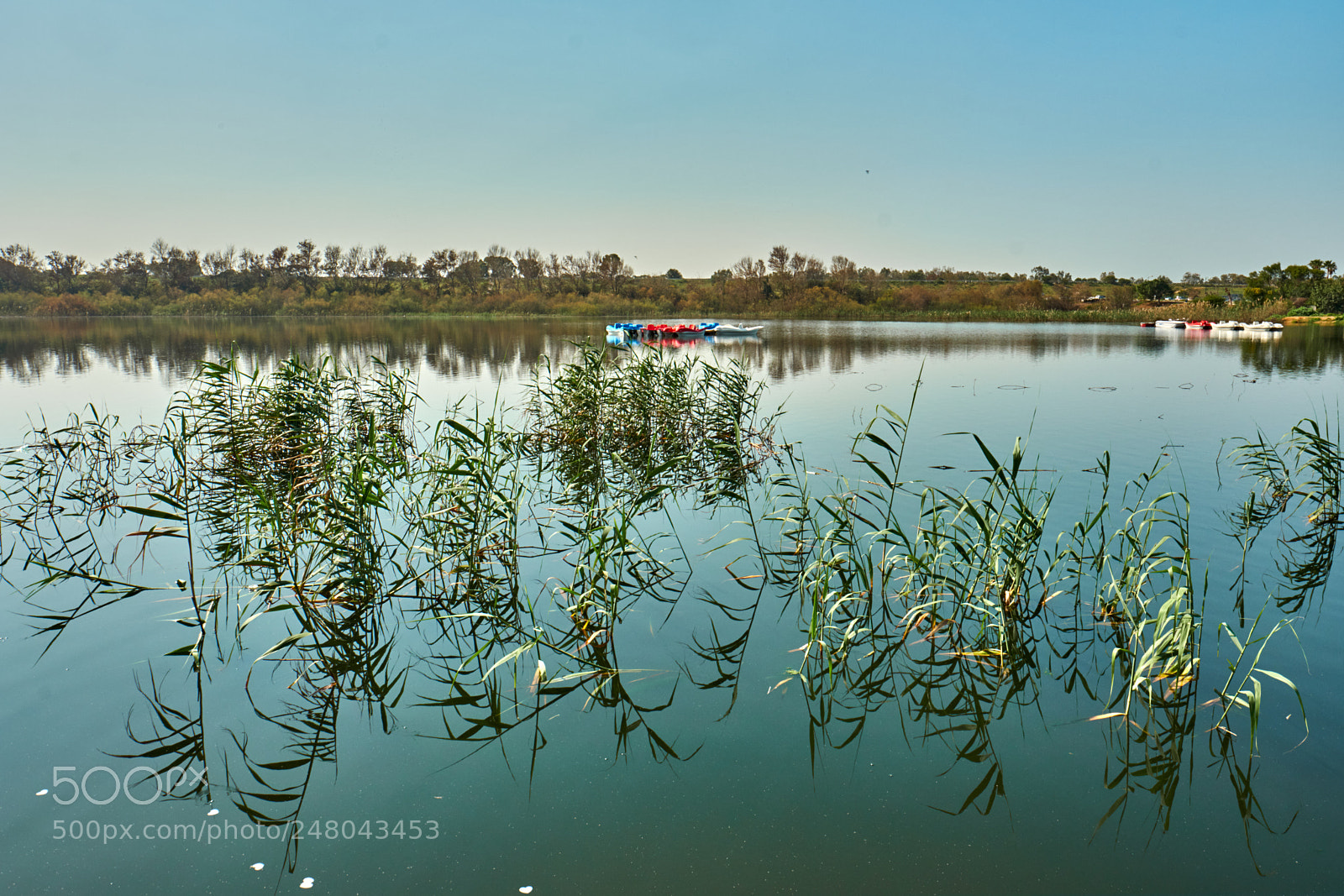 Fujifilm X-T2 sample photo. Canes on the lake photography