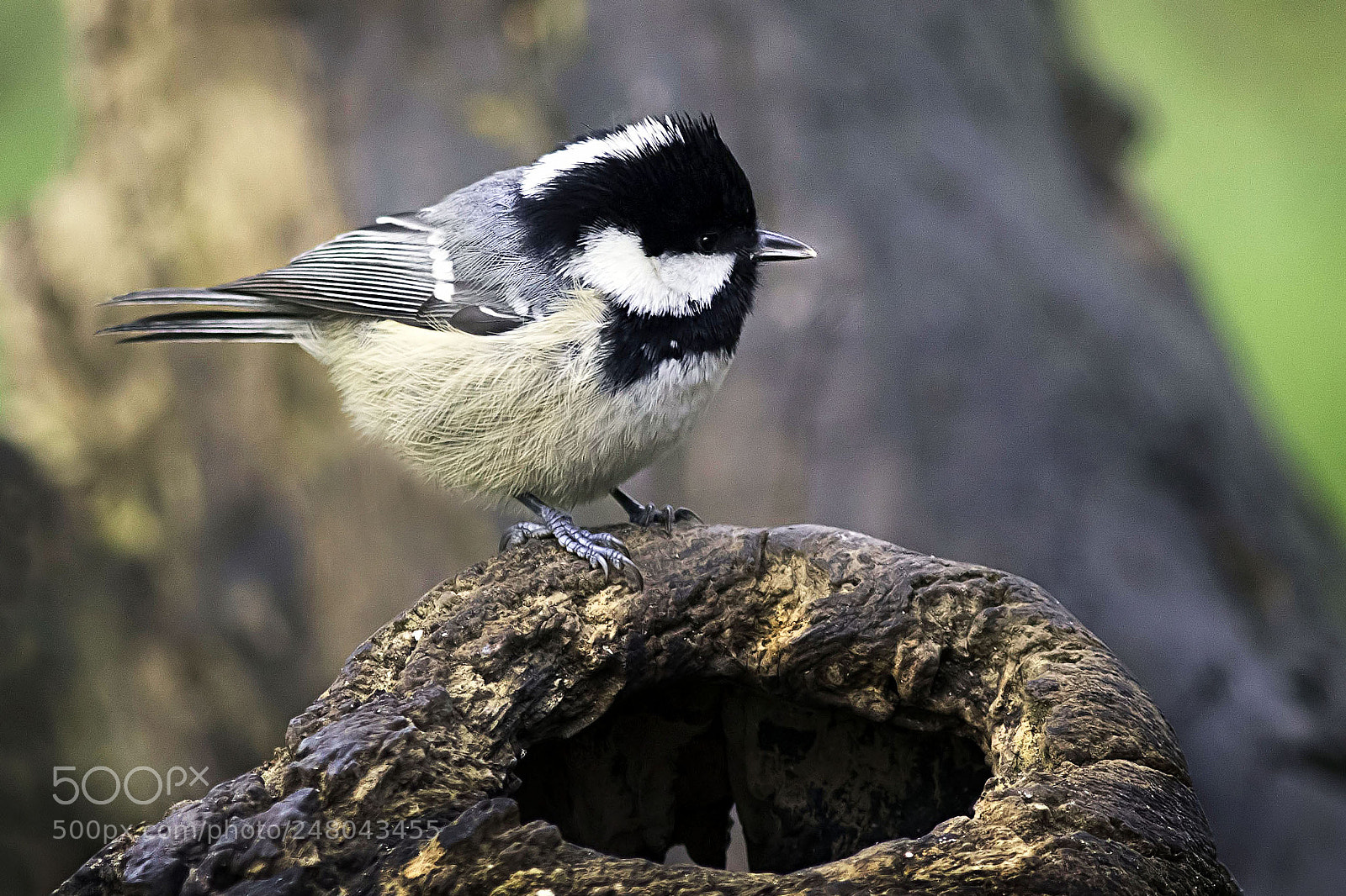Canon EOS 7D Mark II sample photo. Coal tit photography