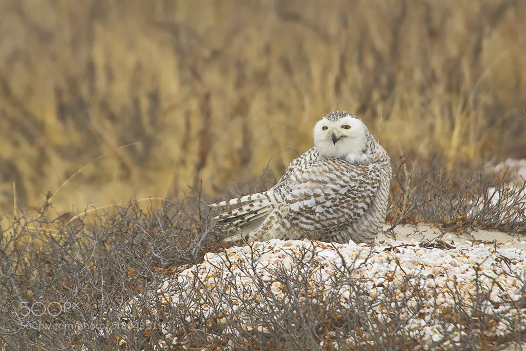 Canon EOS 7D Mark II sample photo. Snowy owl, connecticut, 2018 photography