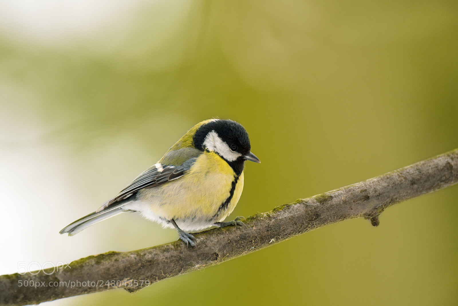 Nikon D810 sample photo. Bird 1 photography