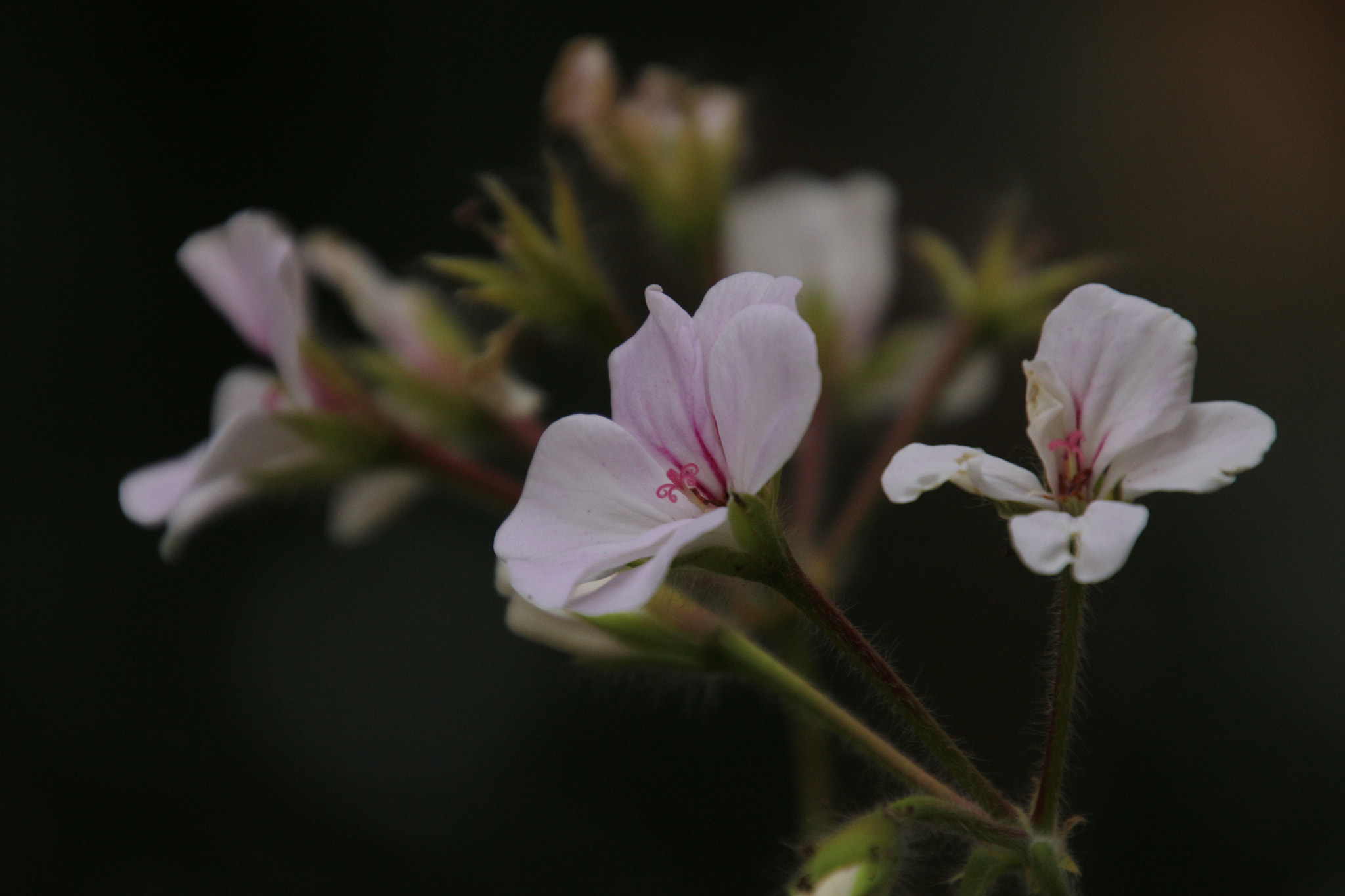 Canon EOS 100D (EOS Rebel SL1 / EOS Kiss X7) sample photo. Asalet :)) photography