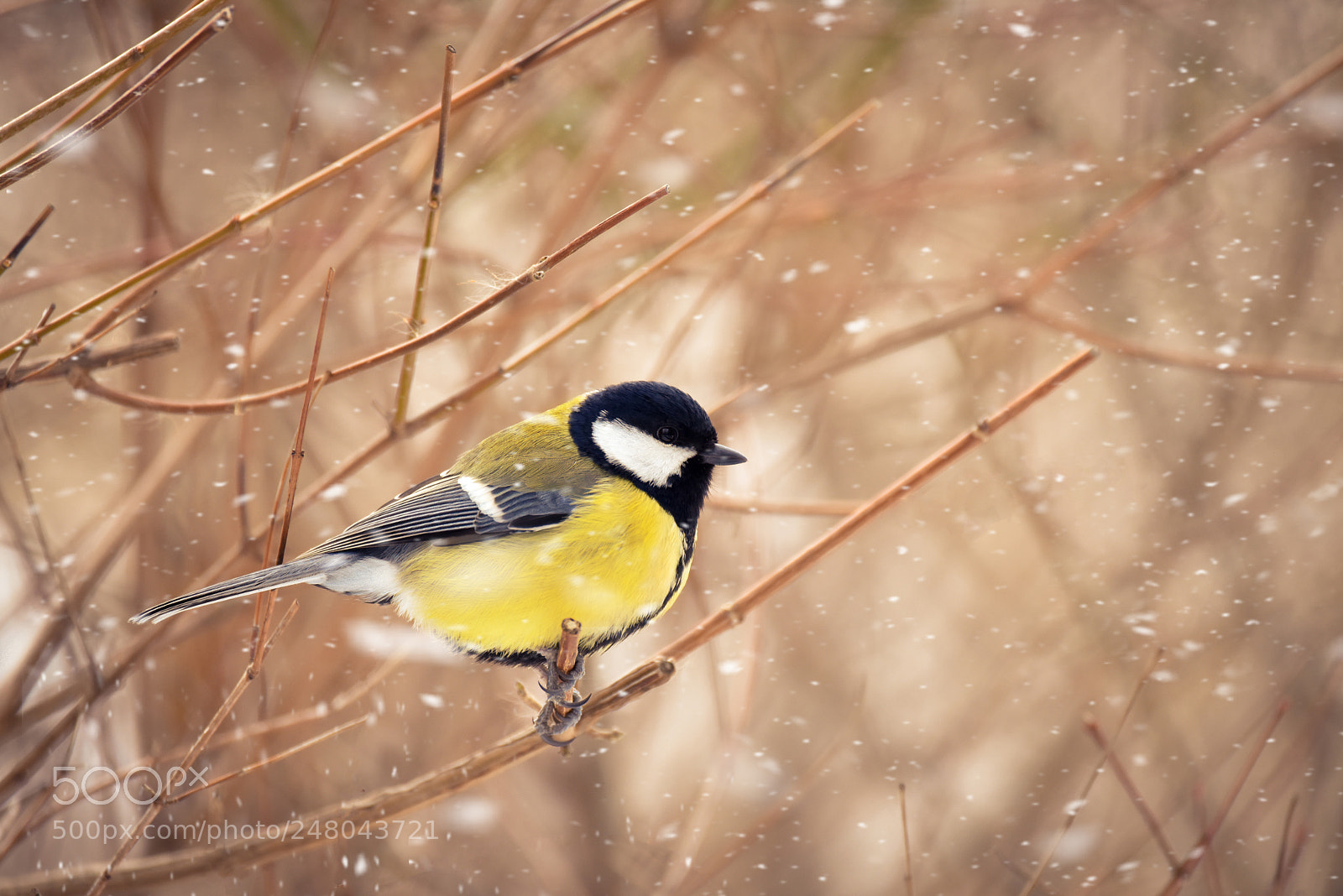 Nikon D810 sample photo. Bird in snow photography
