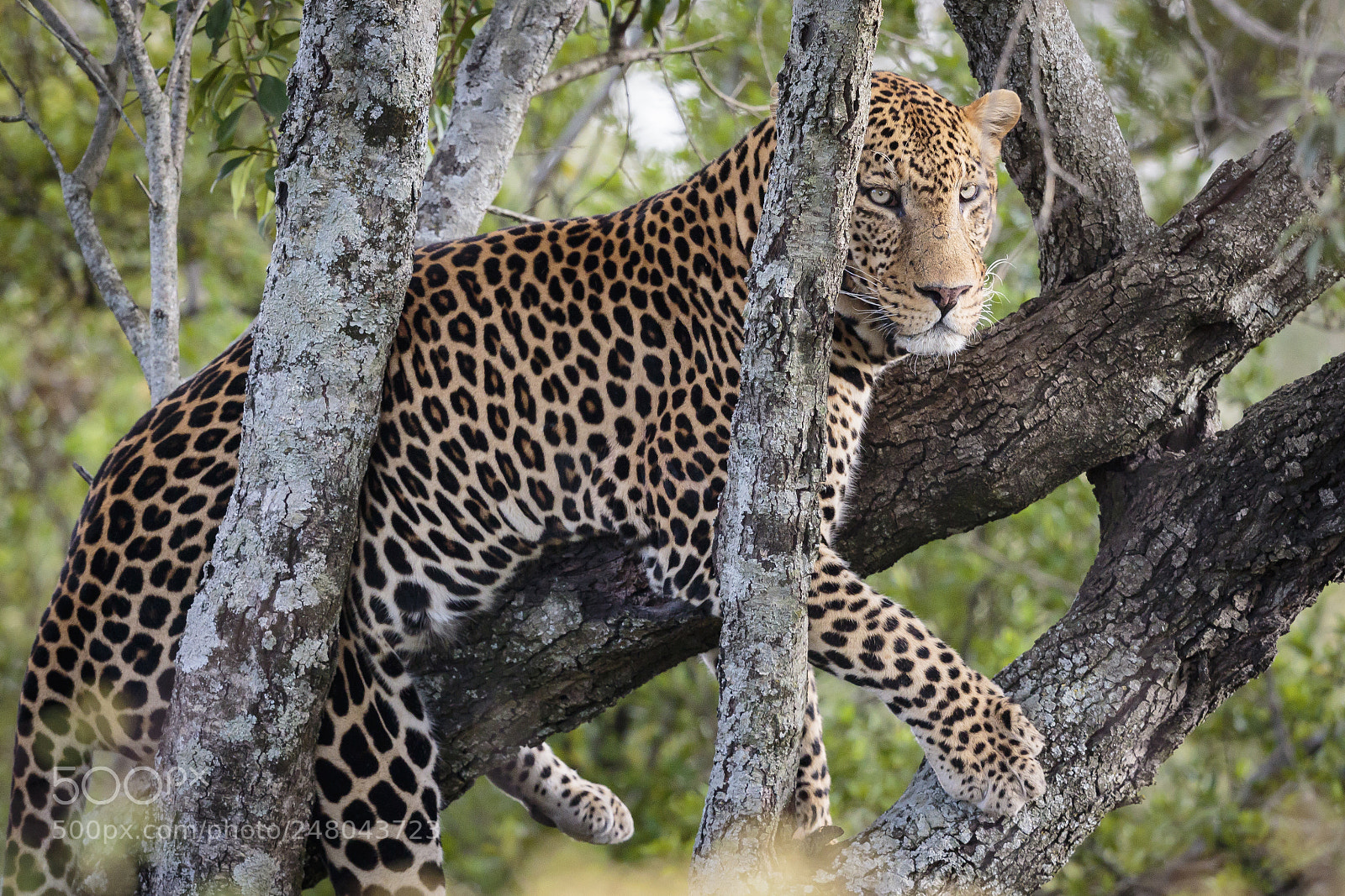 Canon EOS 7D Mark II sample photo. Leopard in a tree photography