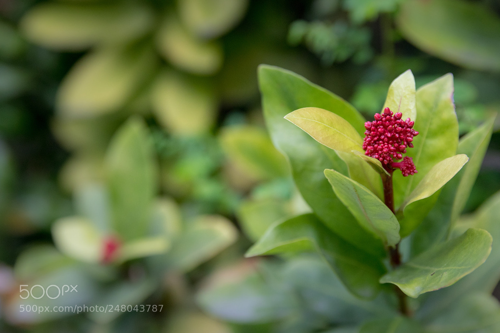 Canon EOS 80D sample photo. *** photography