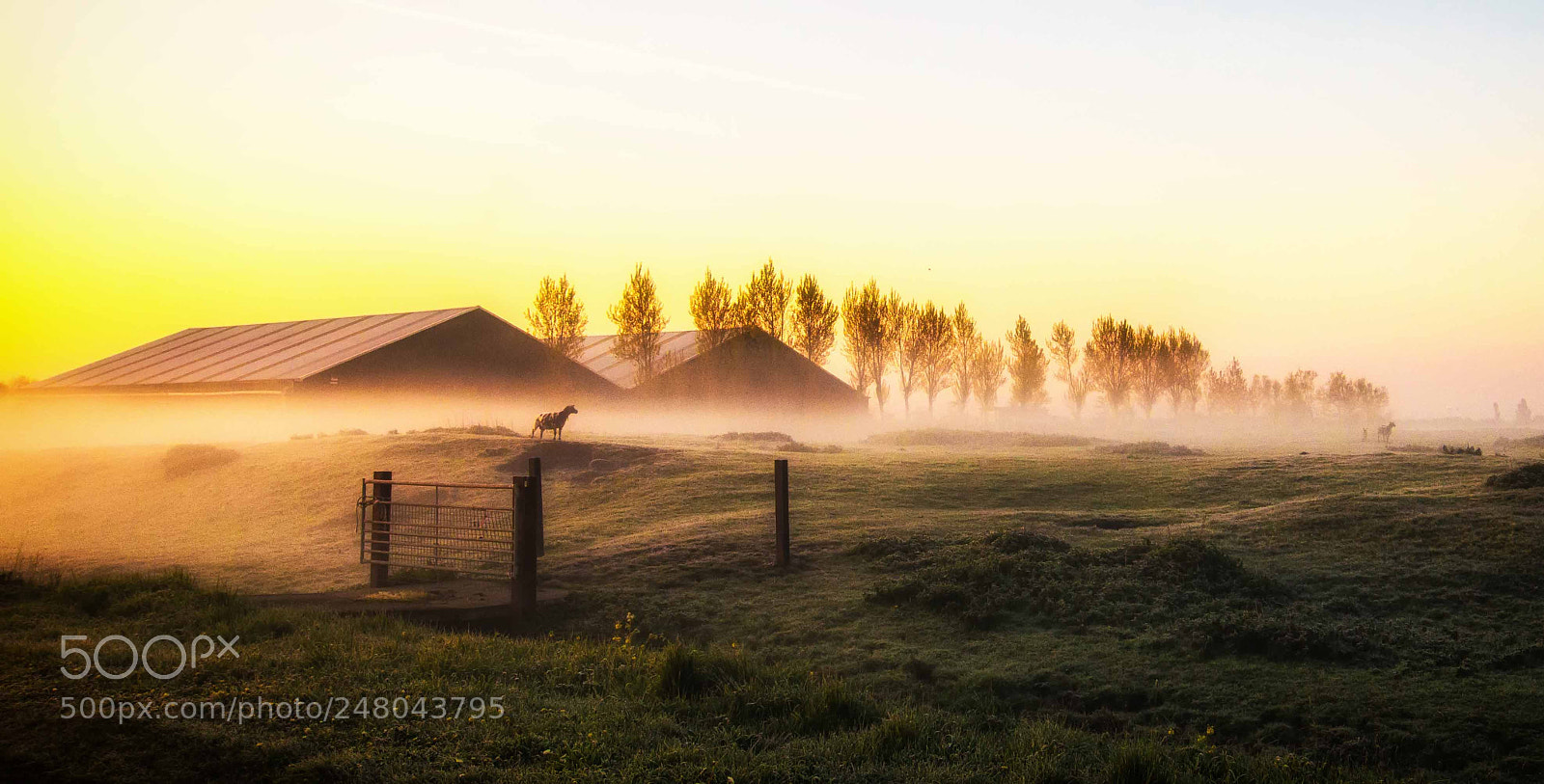 Sony SLT-A58 sample photo. Fog band photography