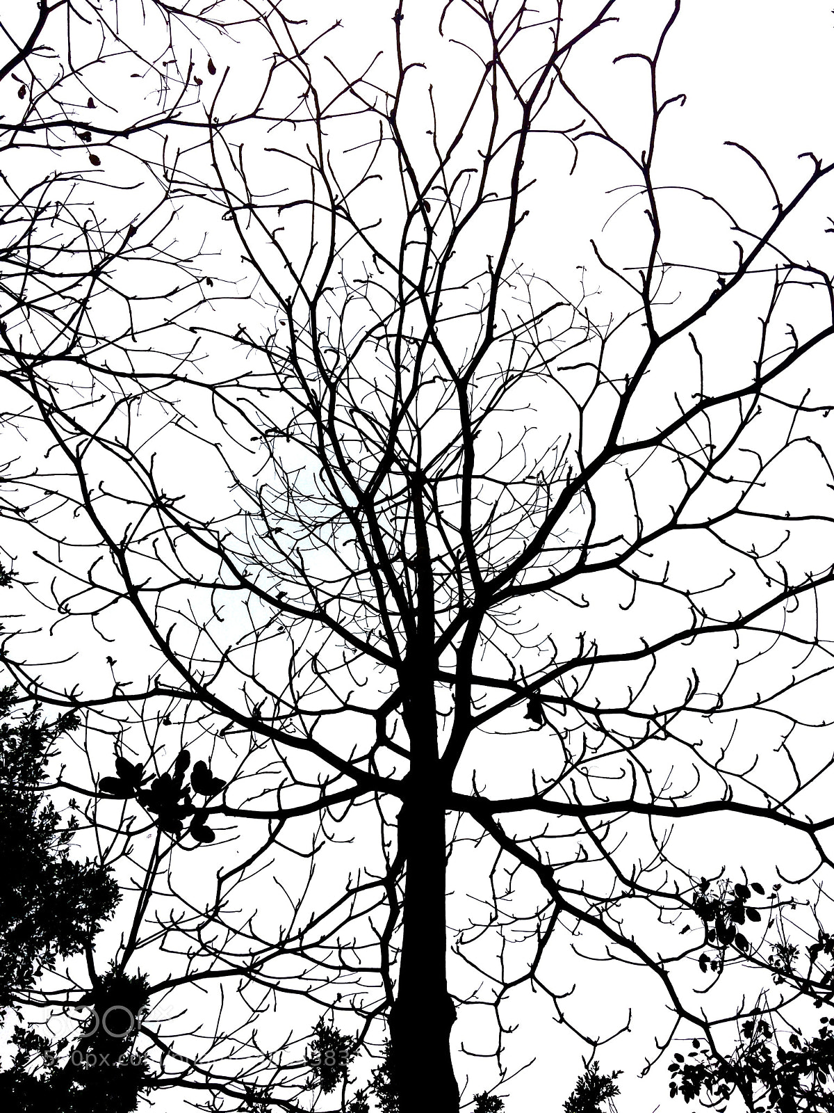 Apple iPhone 5s sample photo. Net~ photography