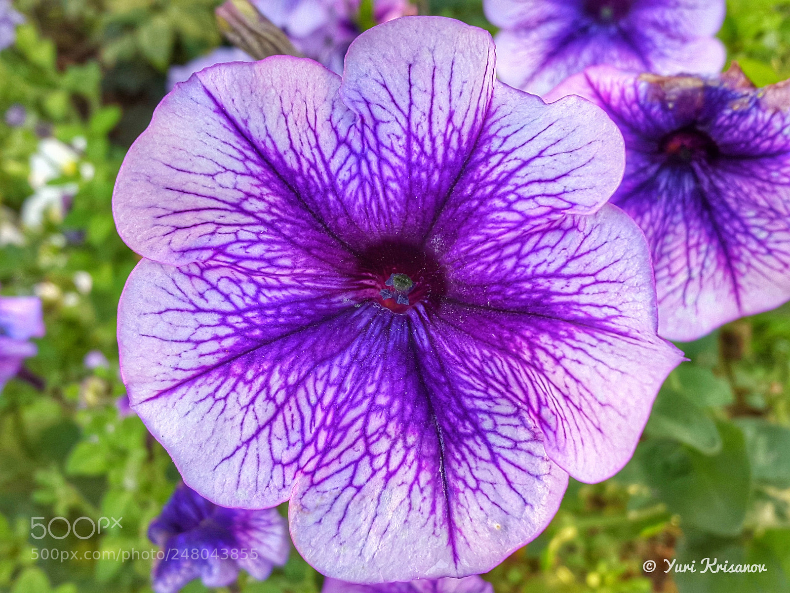 Samsung Galaxy Alpha sample photo. Petunia photography