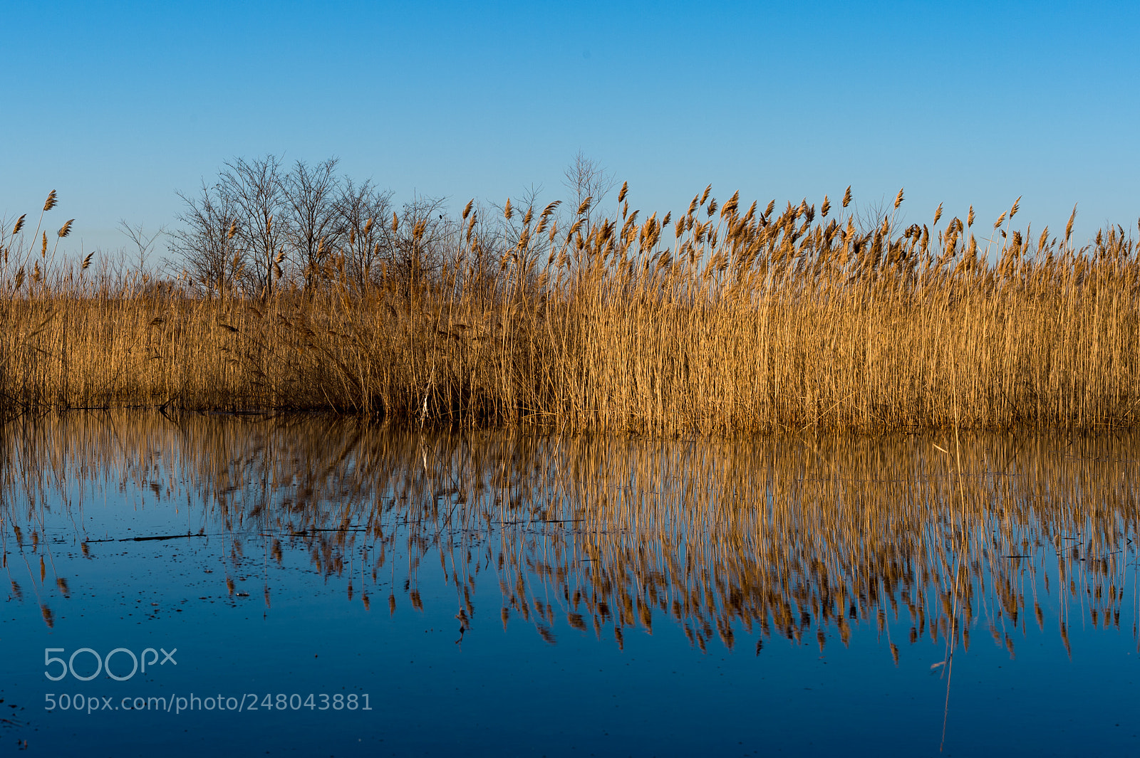 Nikon Df sample photo. Untitled photography