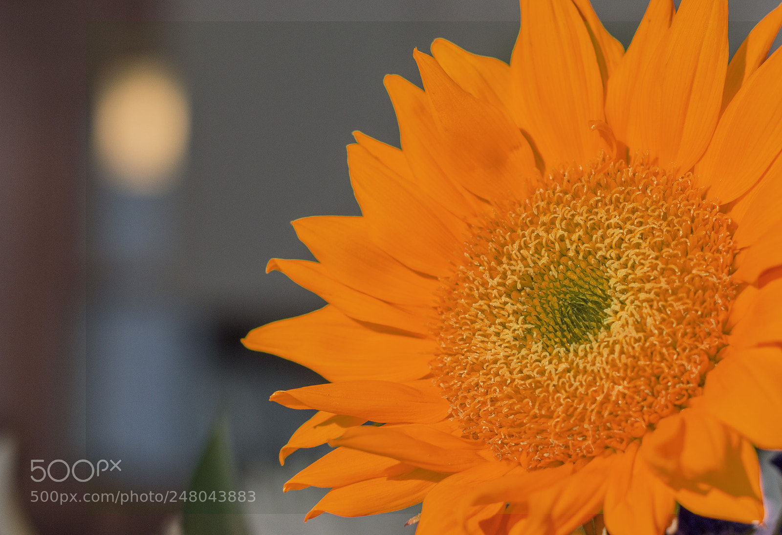 Nikon D3200 sample photo. Morning sun photography