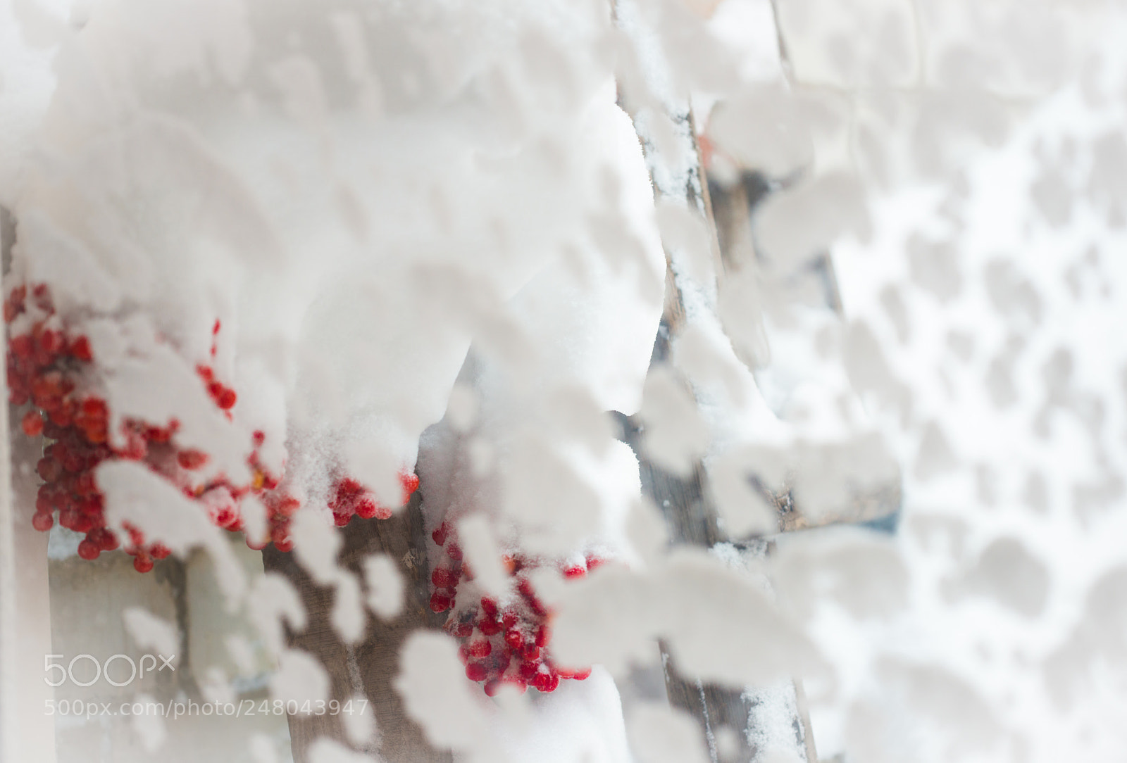 Nikon D800 sample photo. Spring morning window photography