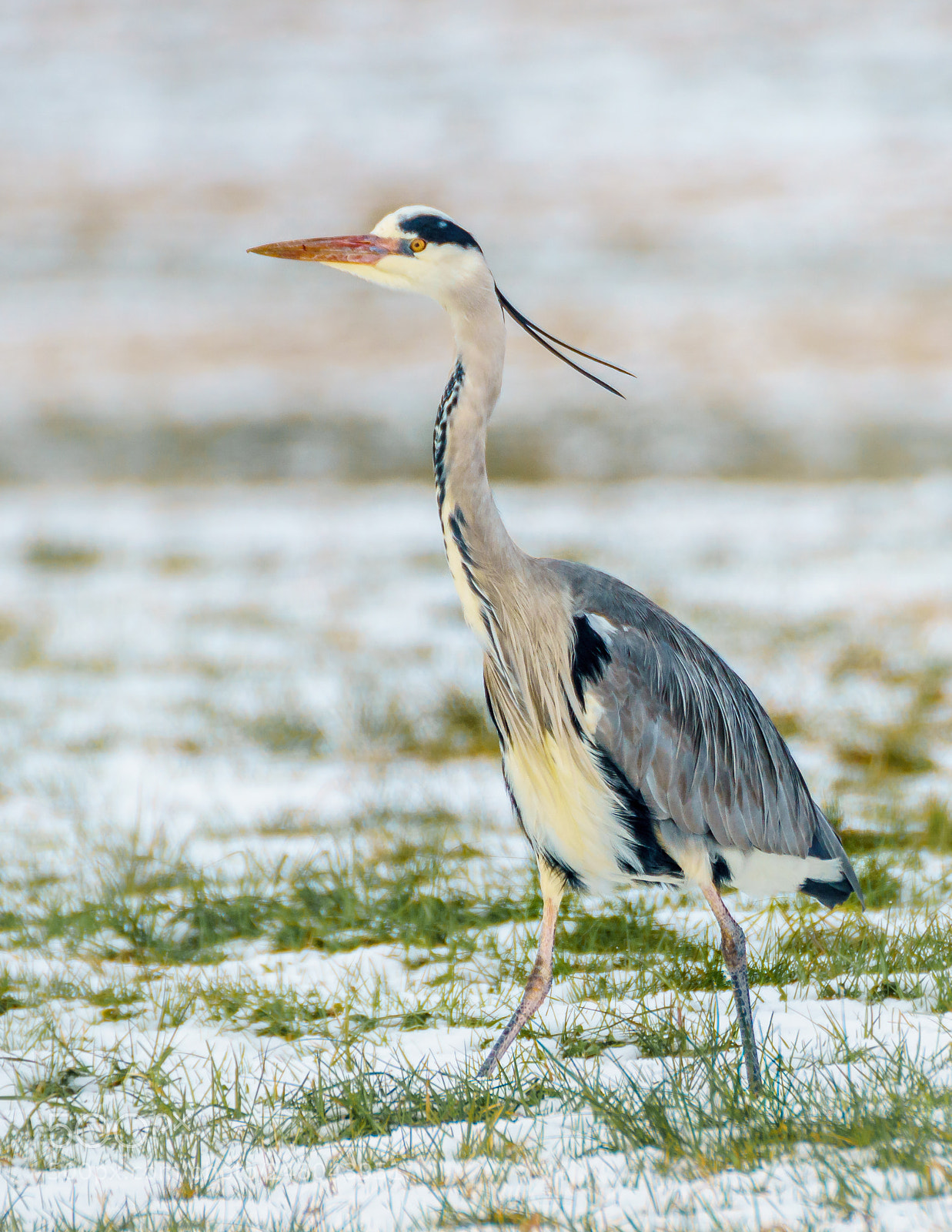 Sony ILCA-77M2 sample photo. Grey heron photography