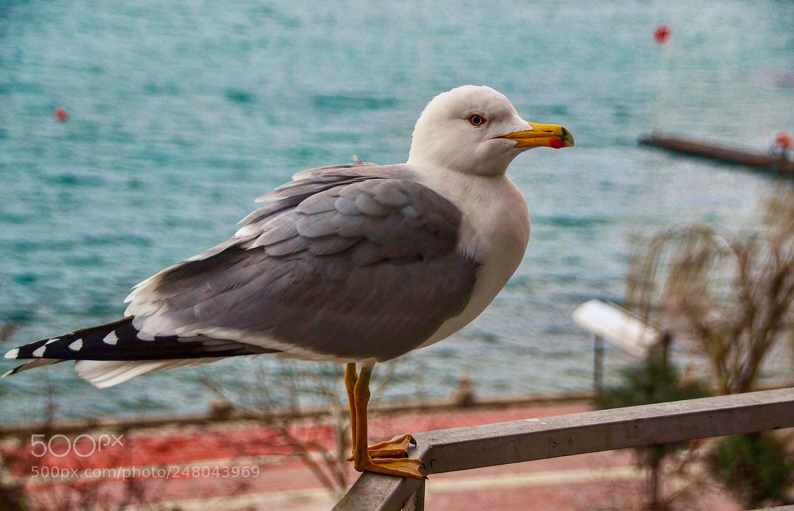 Nikon D7000 sample photo. The beauty of seagull photography