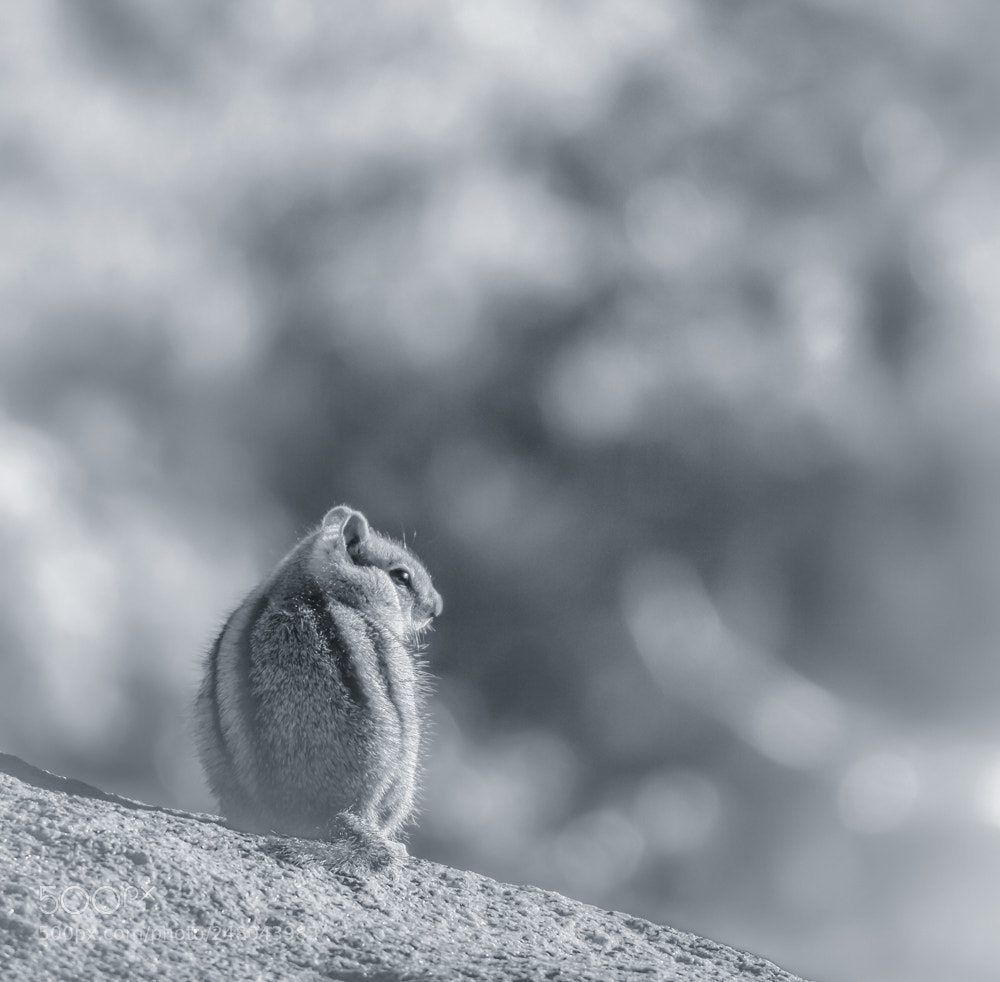 Olympus OM-D E-M10 sample photo. Day dreaming photography