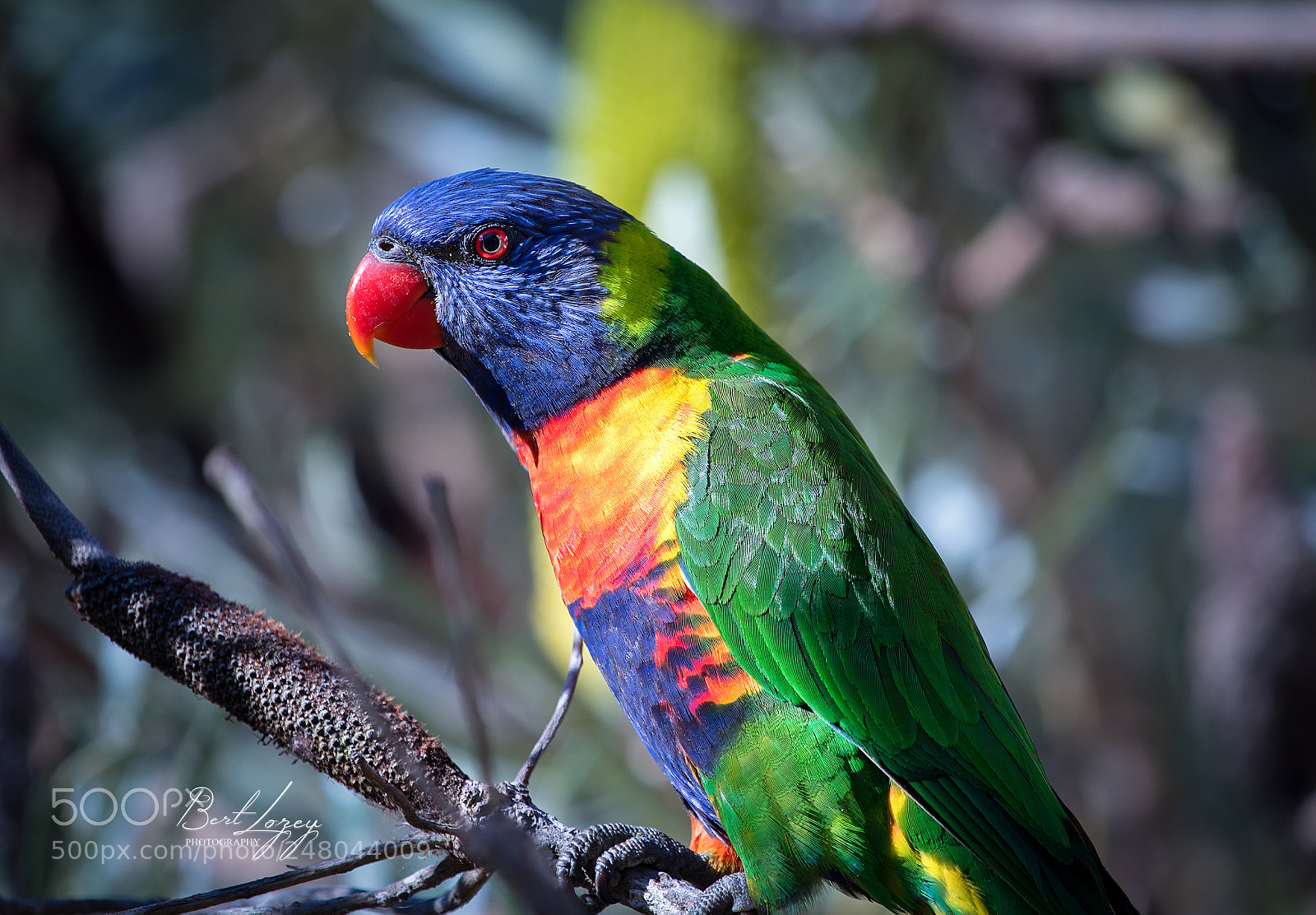 Canon EOS 80D sample photo. Rainbow lorikeet photography