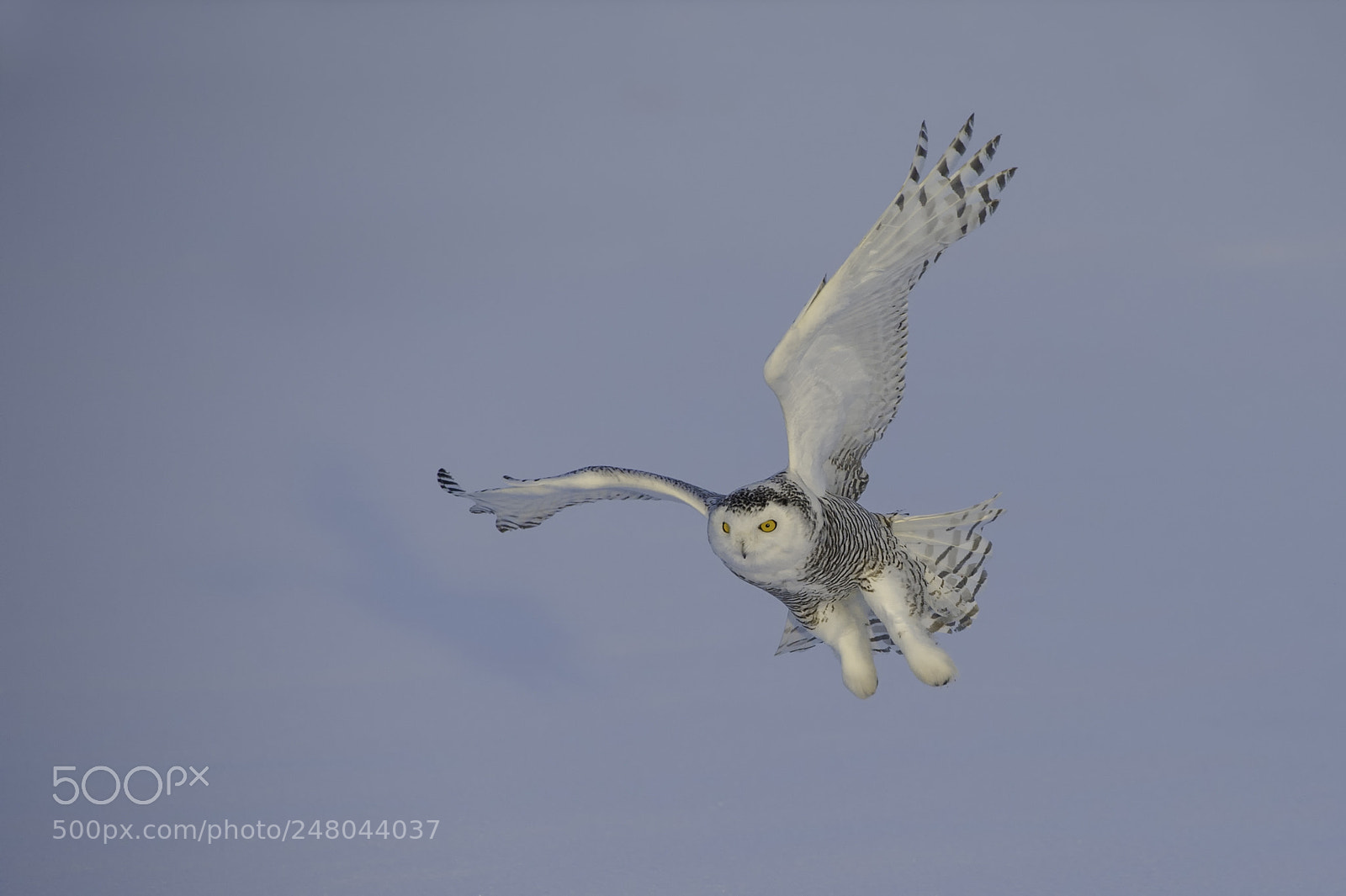 Nikon D3S sample photo. A snowy owl photography