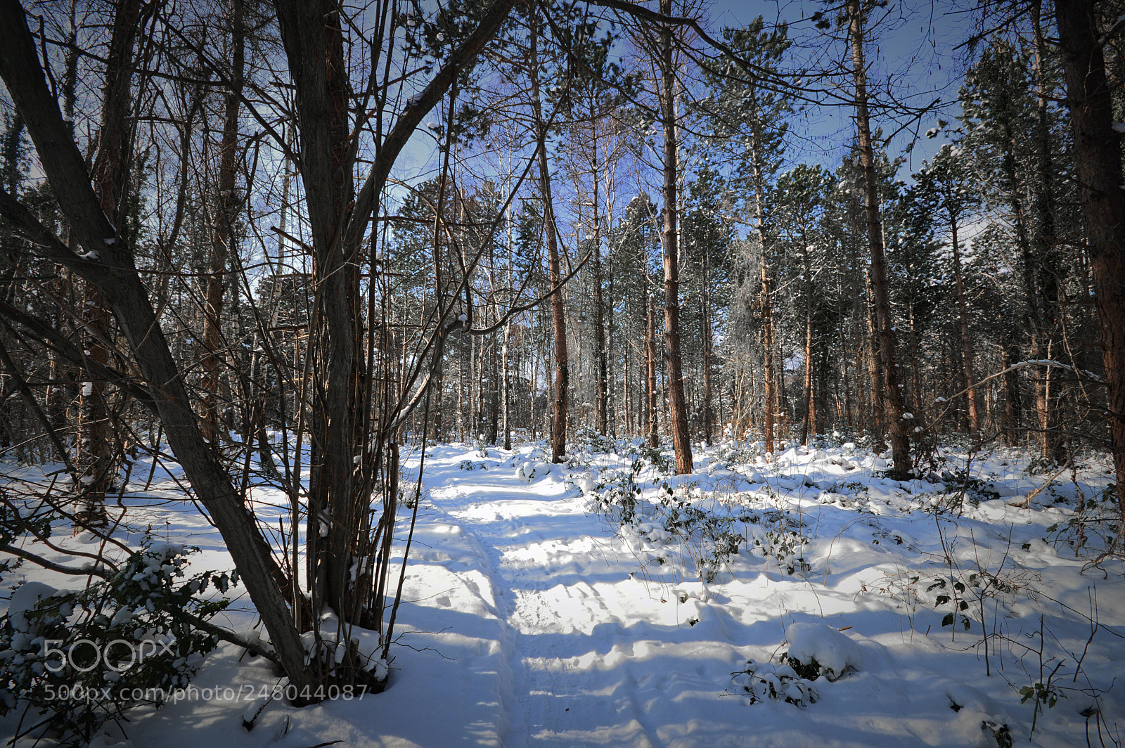 Nikon D3200 sample photo. Galløkken forest photography