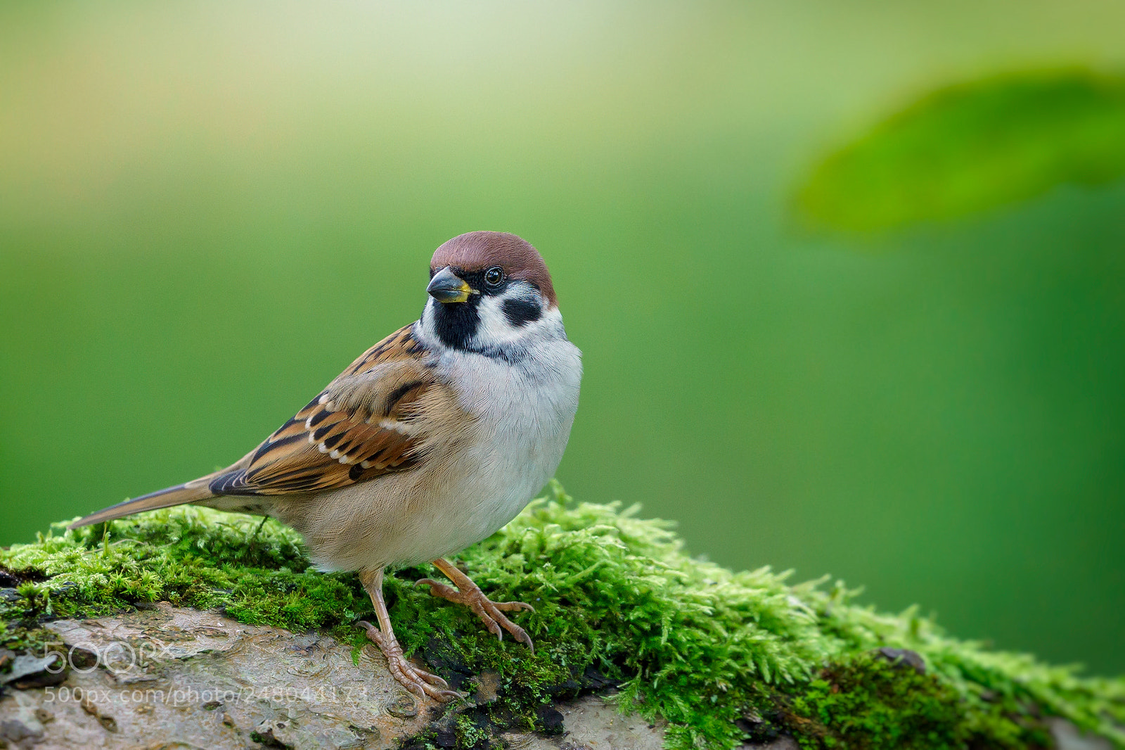 Sony a7 II sample photo. Der feldsperling | passer montanus photography