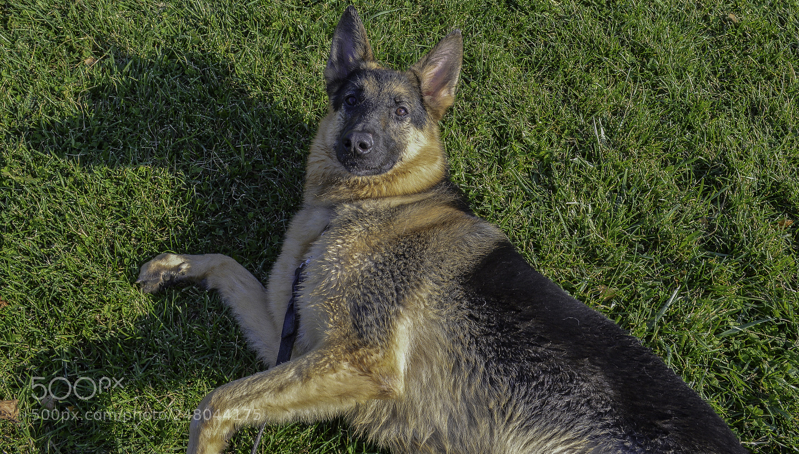 Nikon D3200 sample photo. Happy girl photography