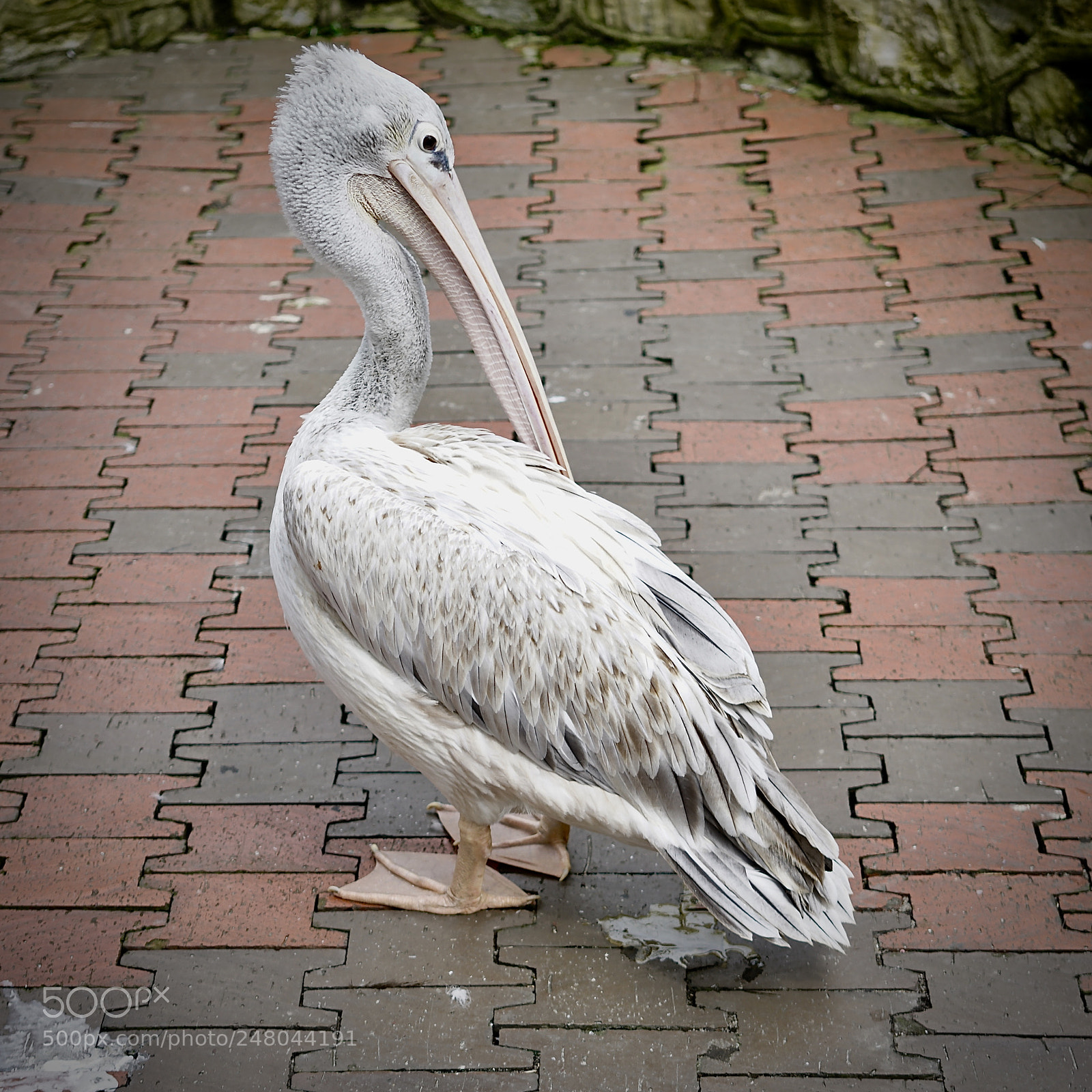 Sony a7R II sample photo. Rosy...shy! photography