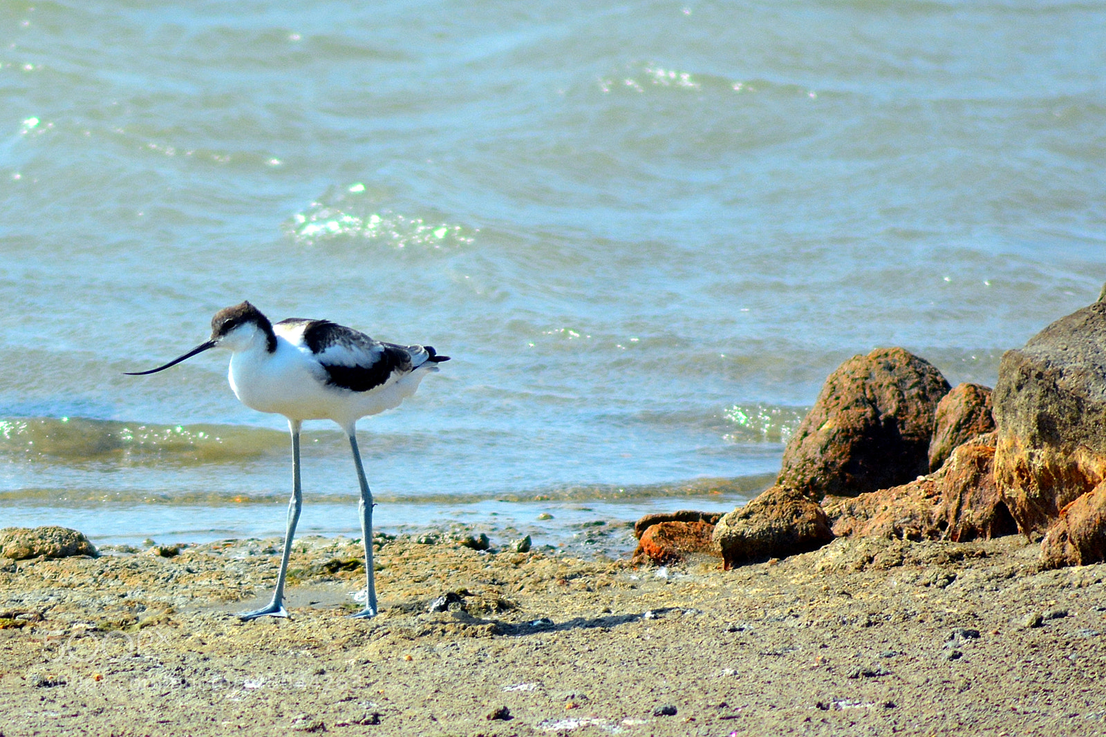 Nikon D5200 sample photo. Avocet photography