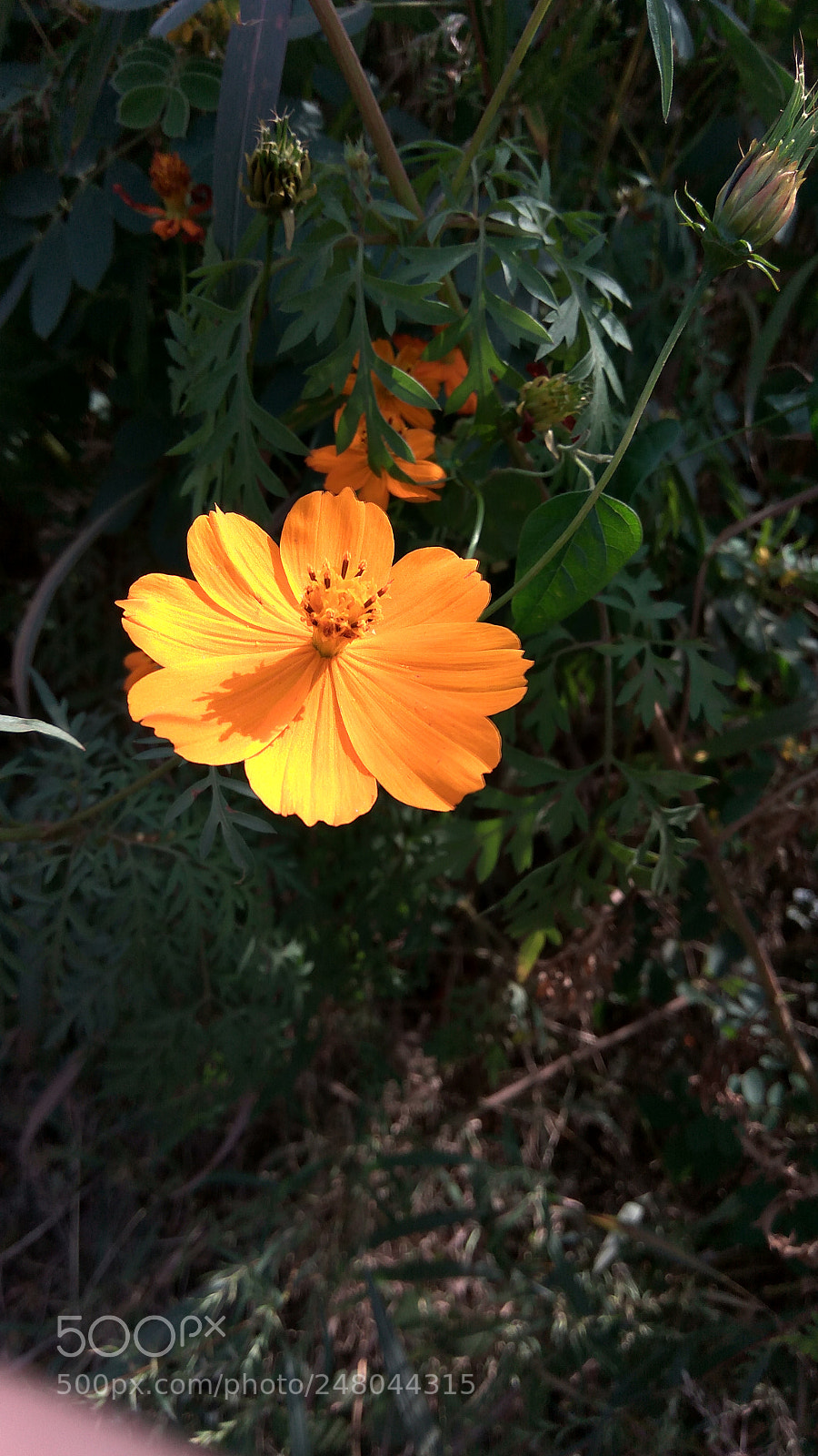Xiaomi Redmi Note3 sample photo. Untitled photography
