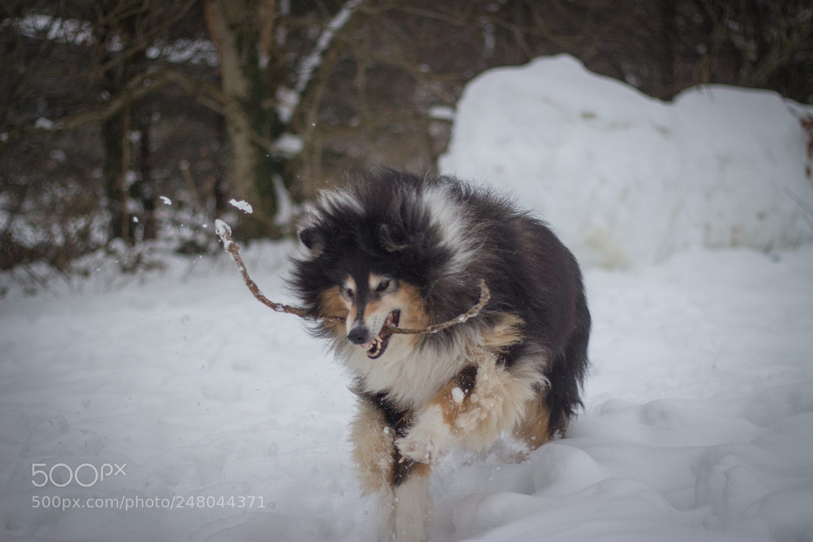Canon EOS 650D (EOS Rebel T4i / EOS Kiss X6i) sample photo. Beast from the east photography