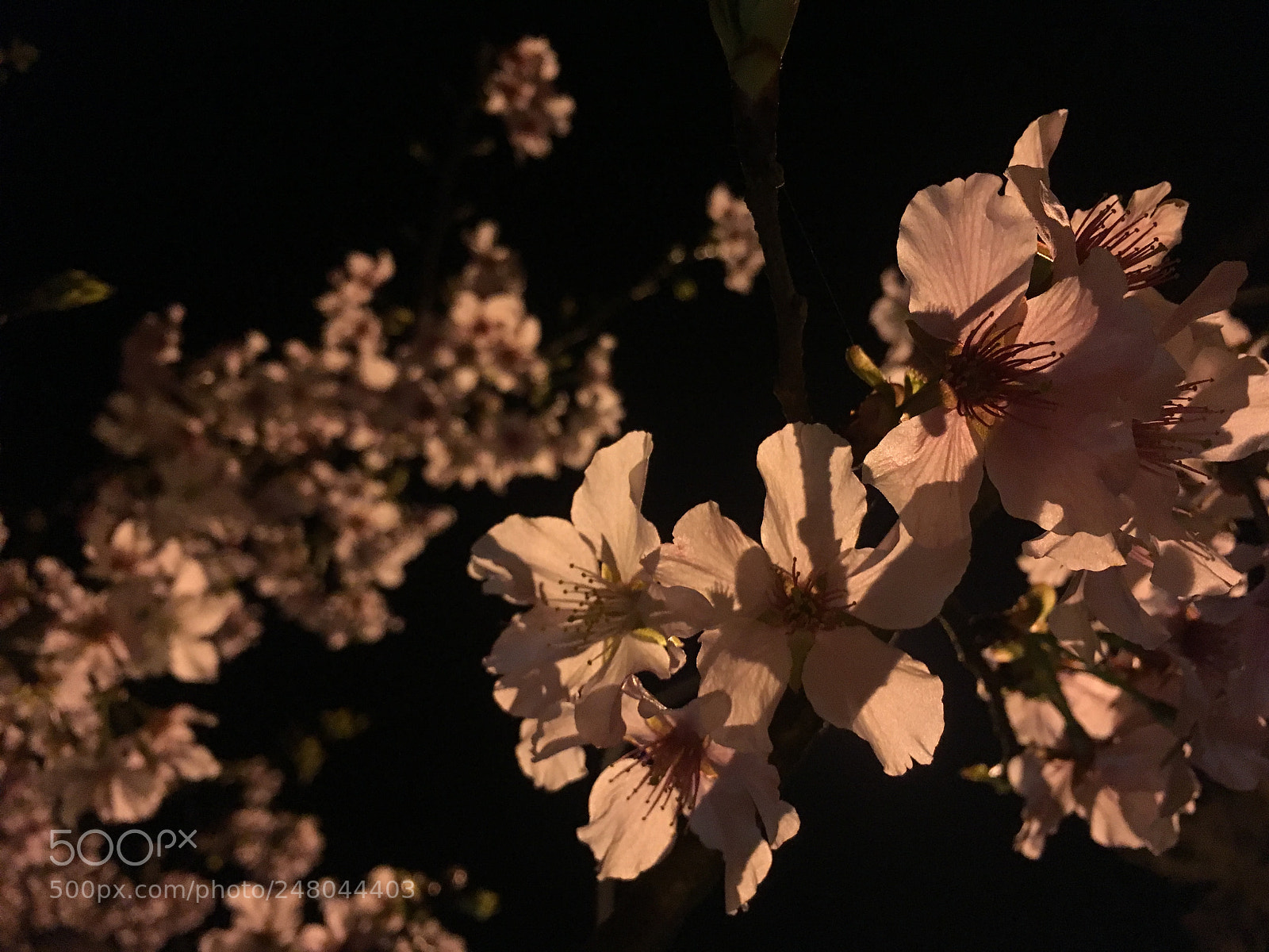 Apple iPhone SE sample photo. Untitled photography