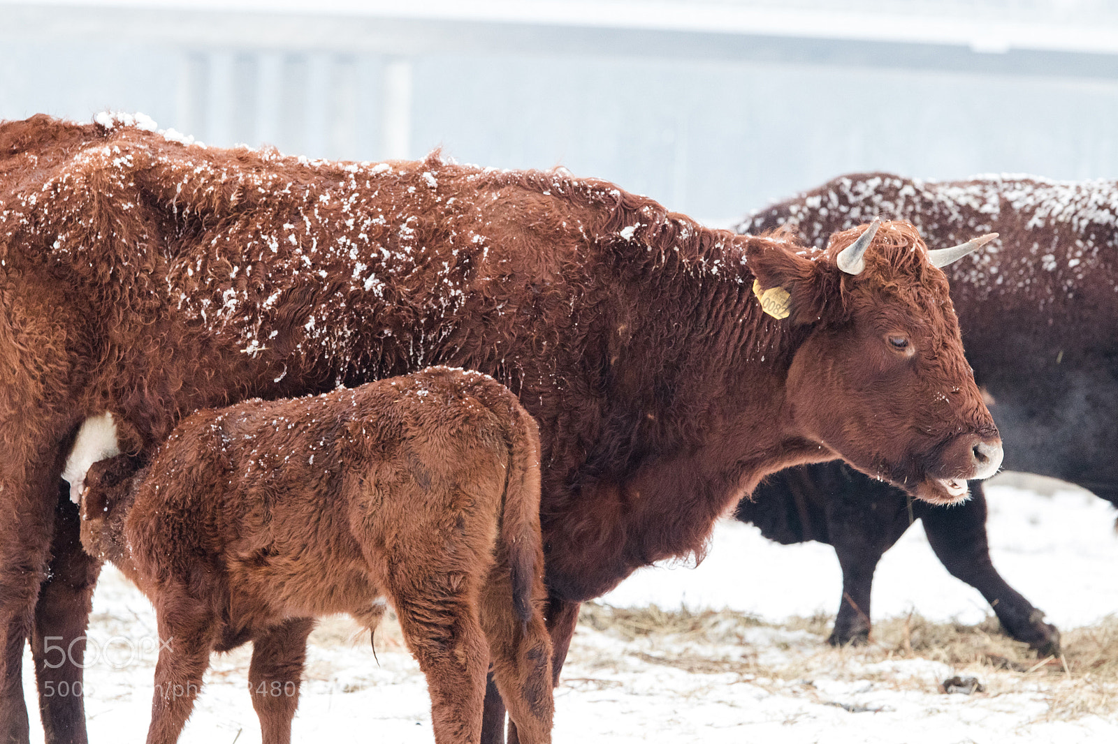 Canon EOS 77D (EOS 9000D / EOS 770D) sample photo. Mother's milk photography