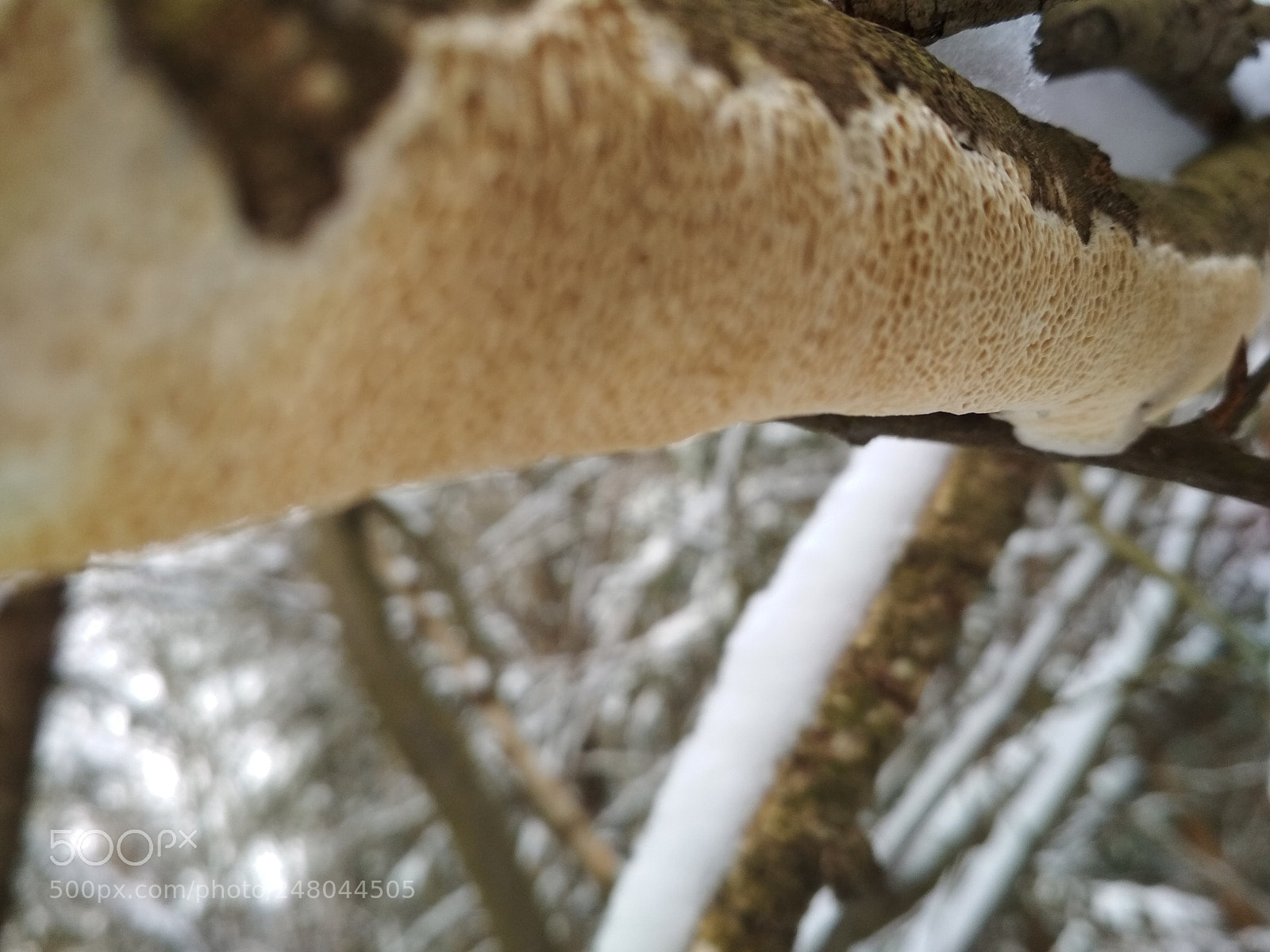 Xiaomi Redmi 4X sample photo. Untitled photography