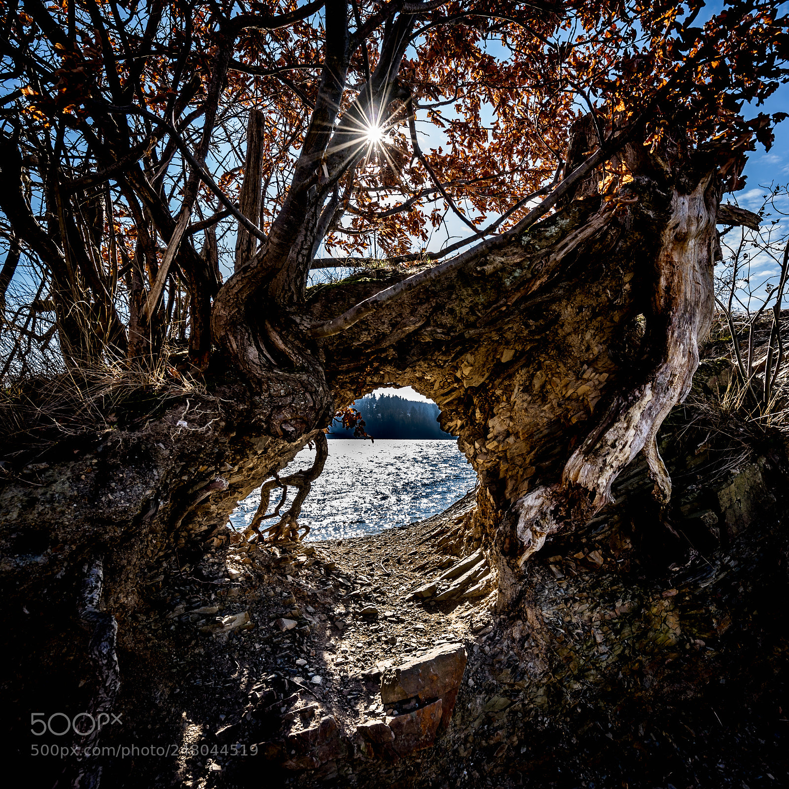 Sony a7R sample photo. Dreamtree photography
