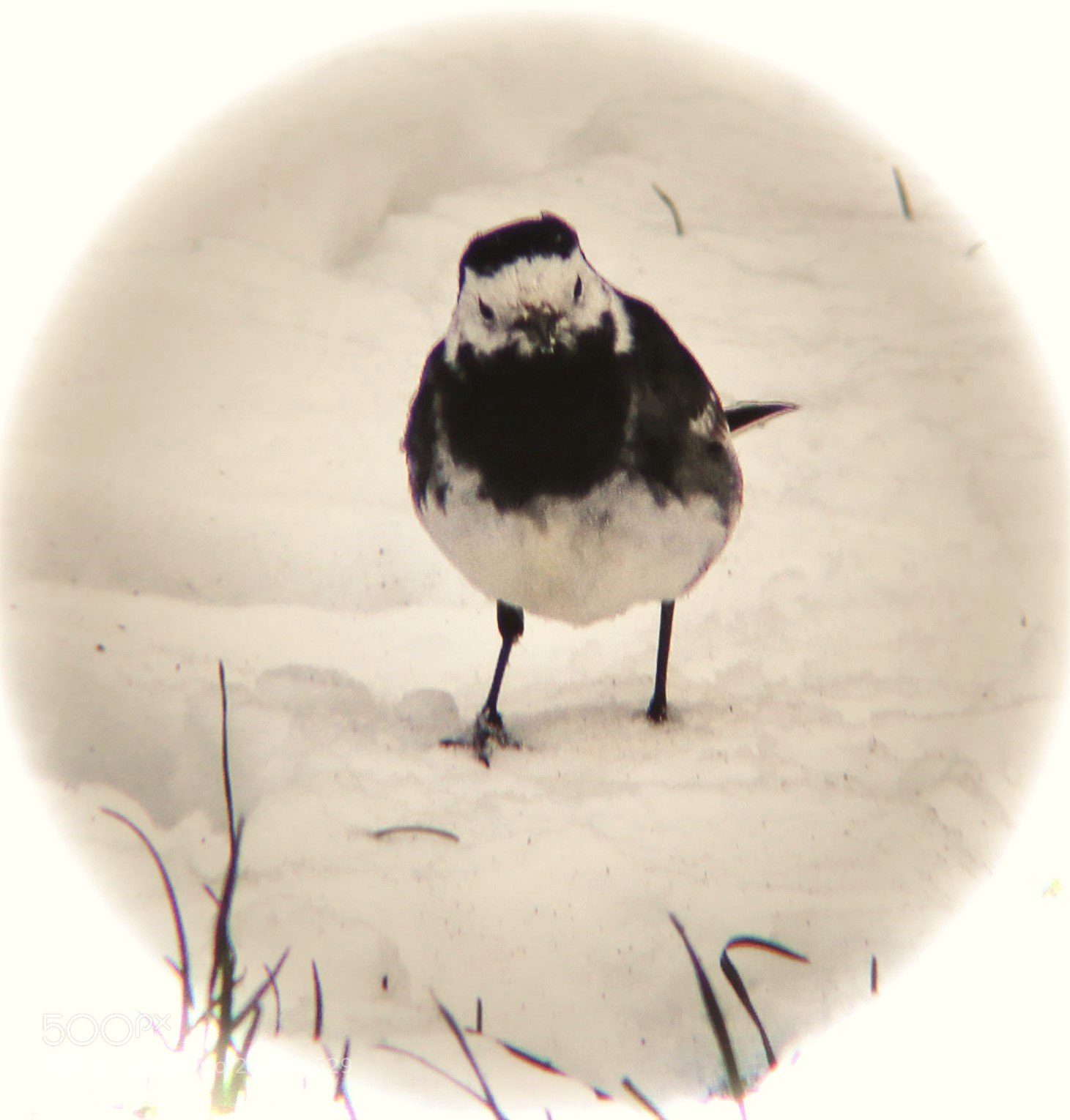 Canon EOS 700D (EOS Rebel T5i / EOS Kiss X7i) sample photo. Wagtail close-up photography