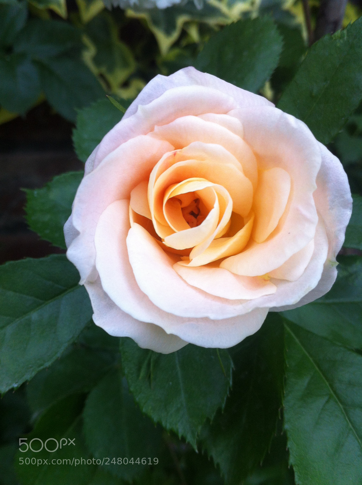 Apple iPhone 4 sample photo. The white rose photography