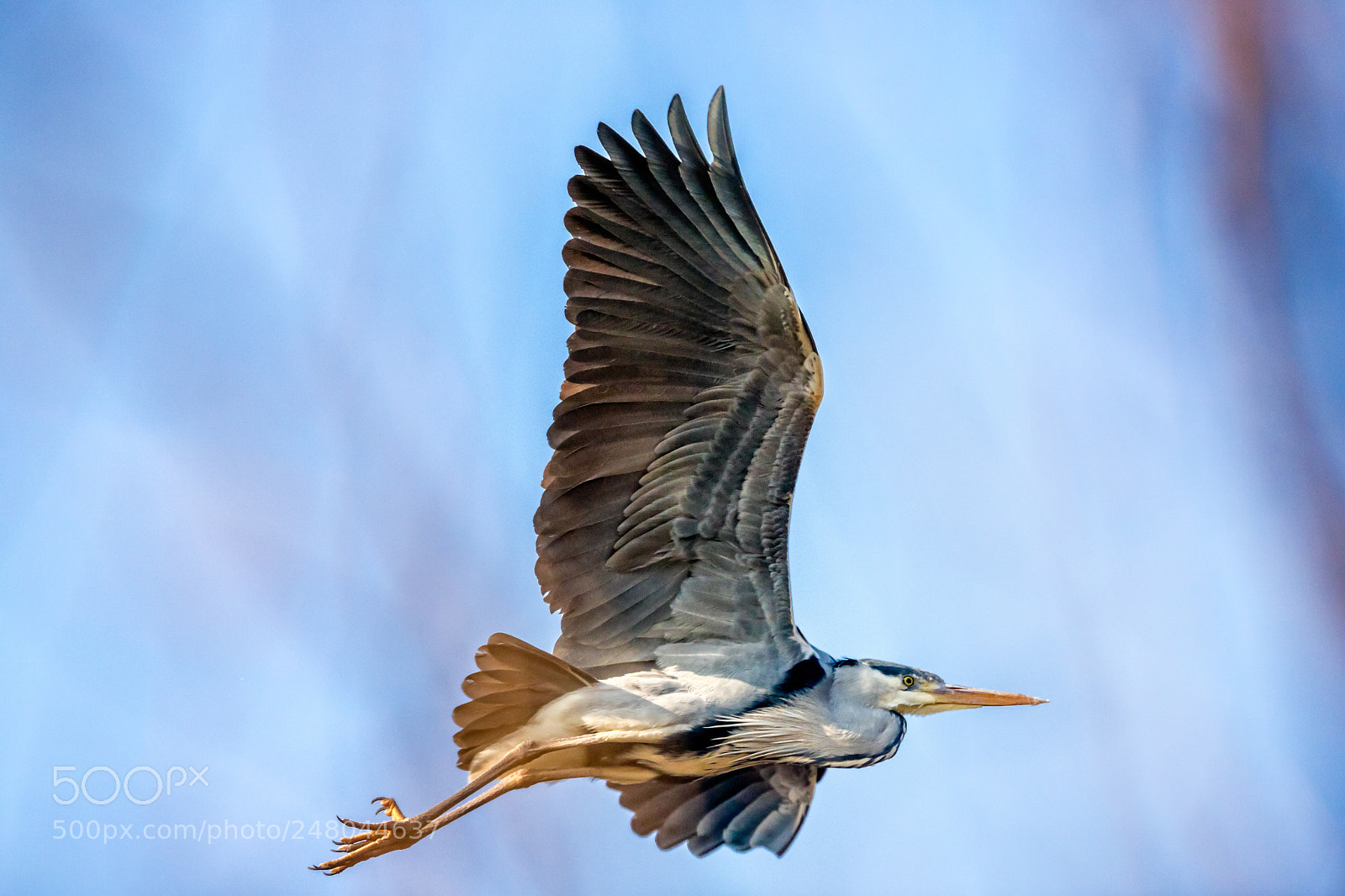 Canon EOS 6D Mark II sample photo. Reiger photography