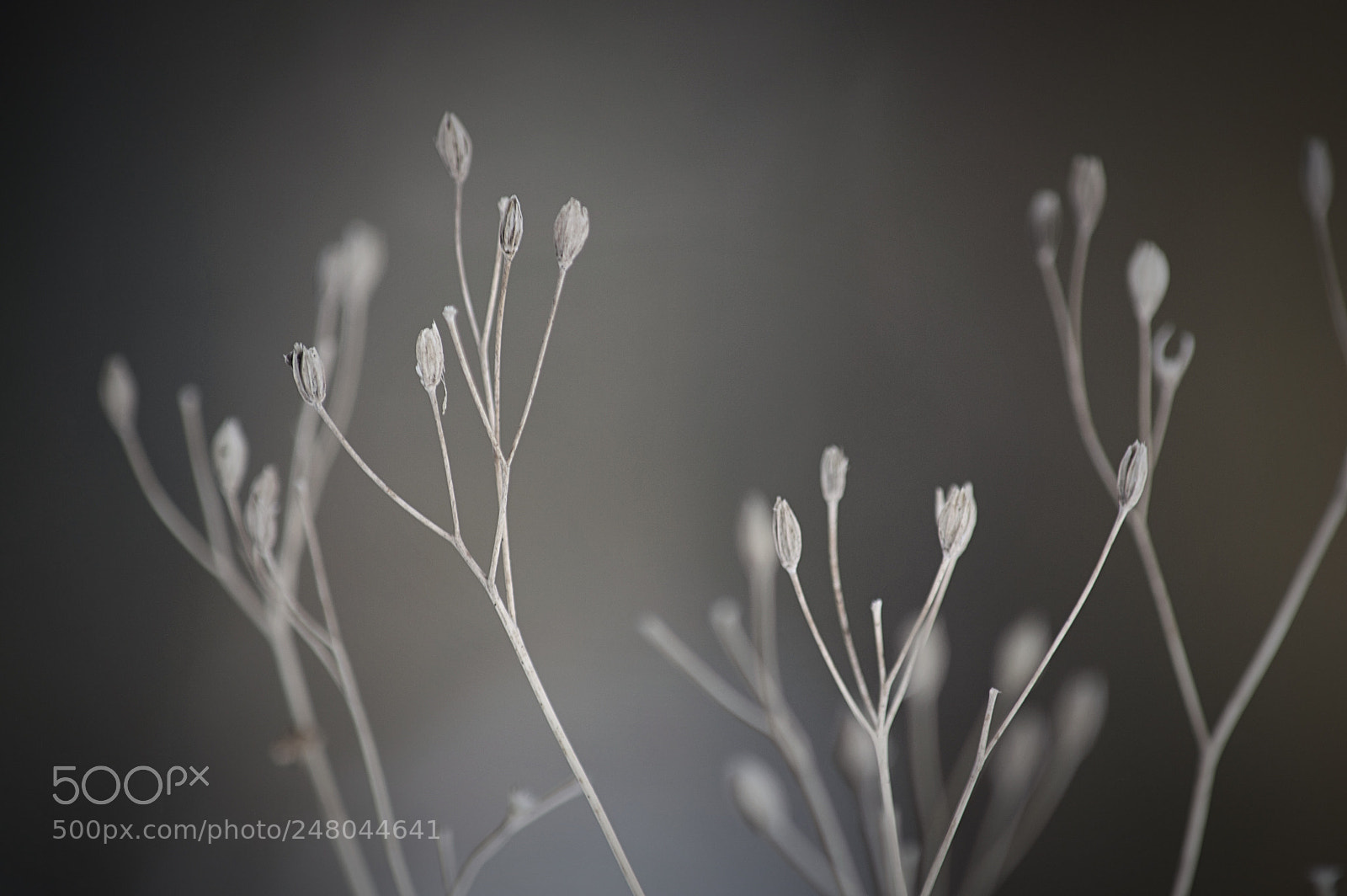 Nikon D3200 sample photo. Galløkken forest photography