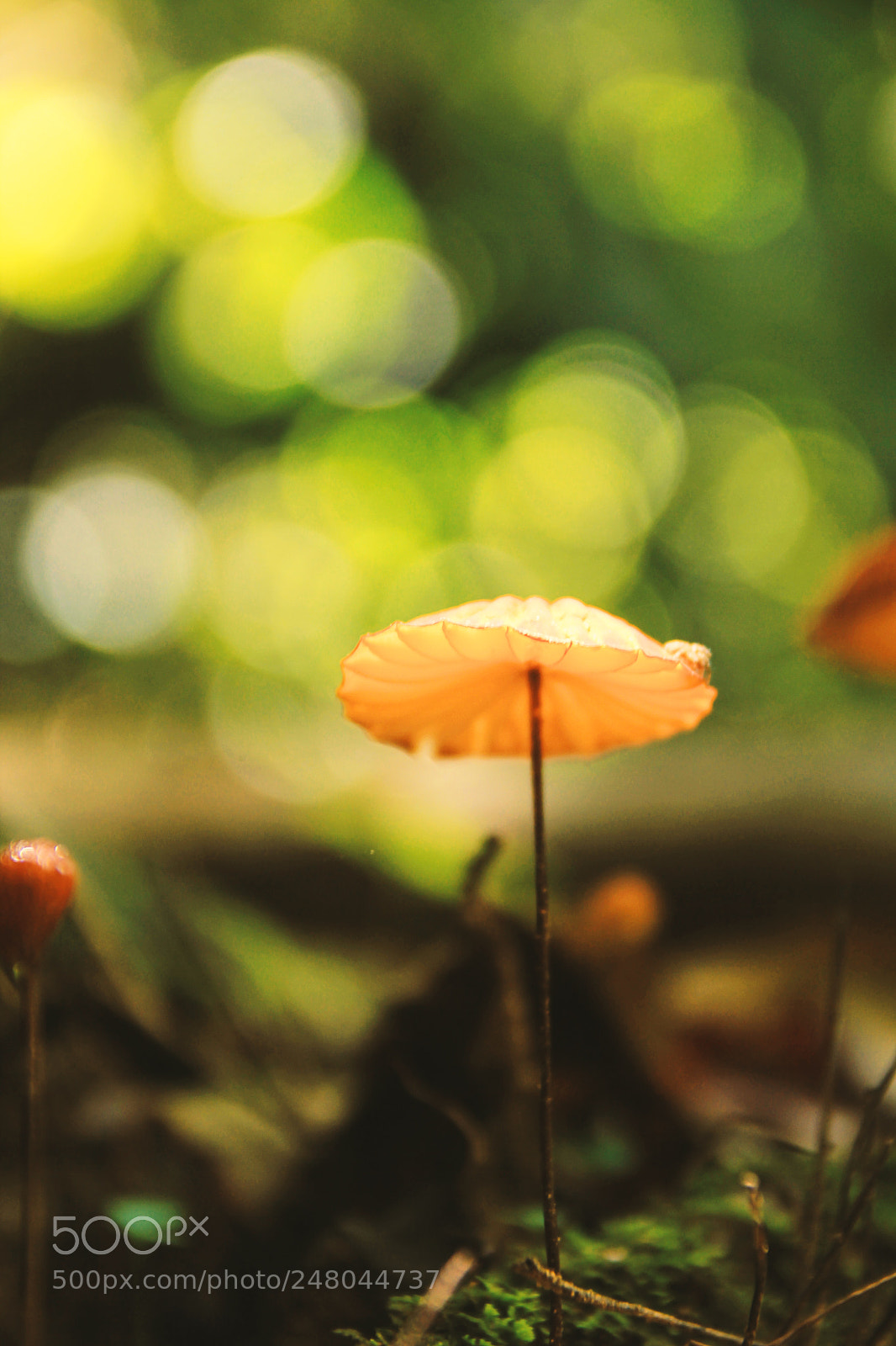 Canon EOS 60D sample photo. Umbrella in the rain photography
