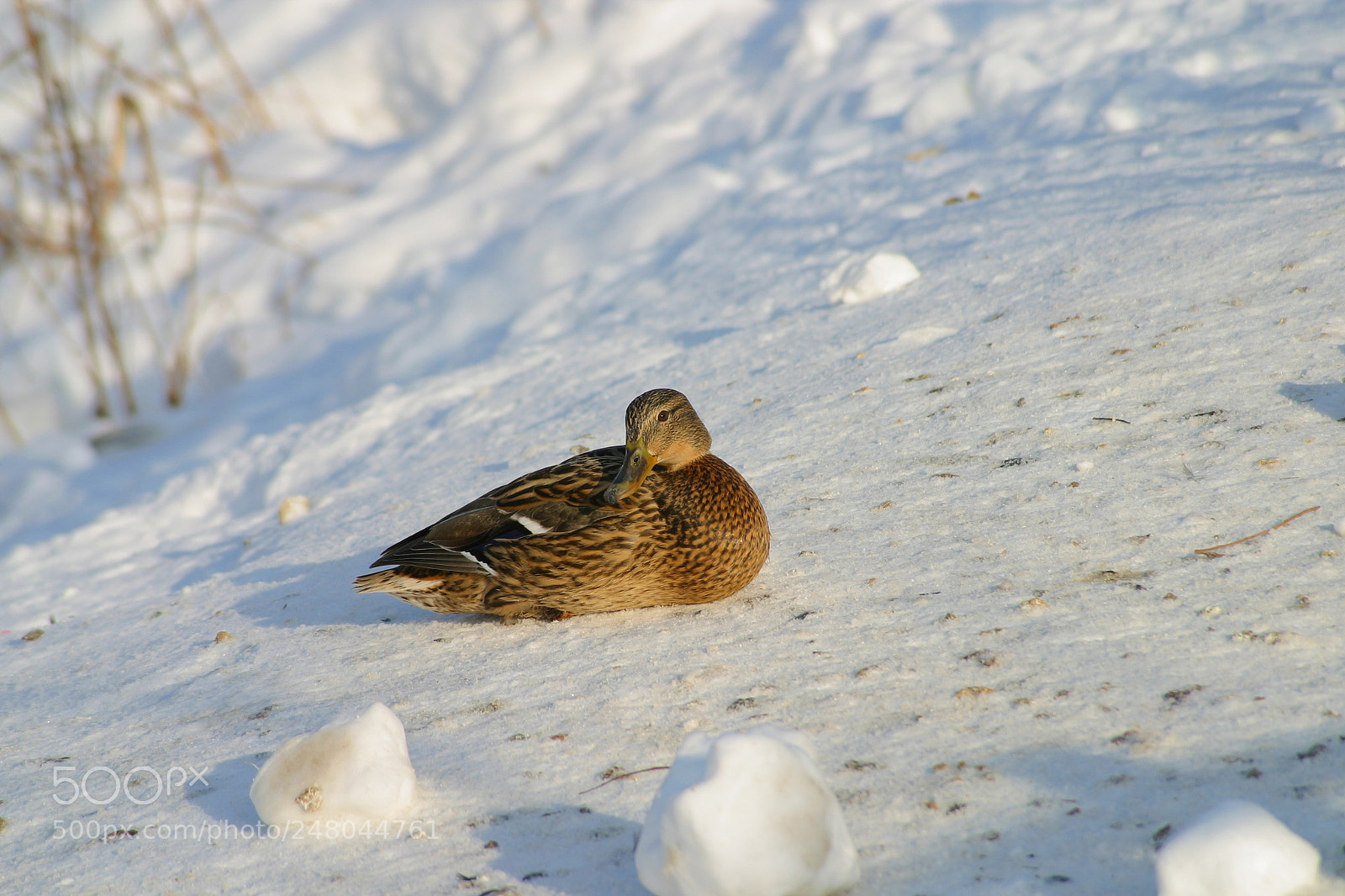 Canon EOS D60 sample photo. Ducktales photography
