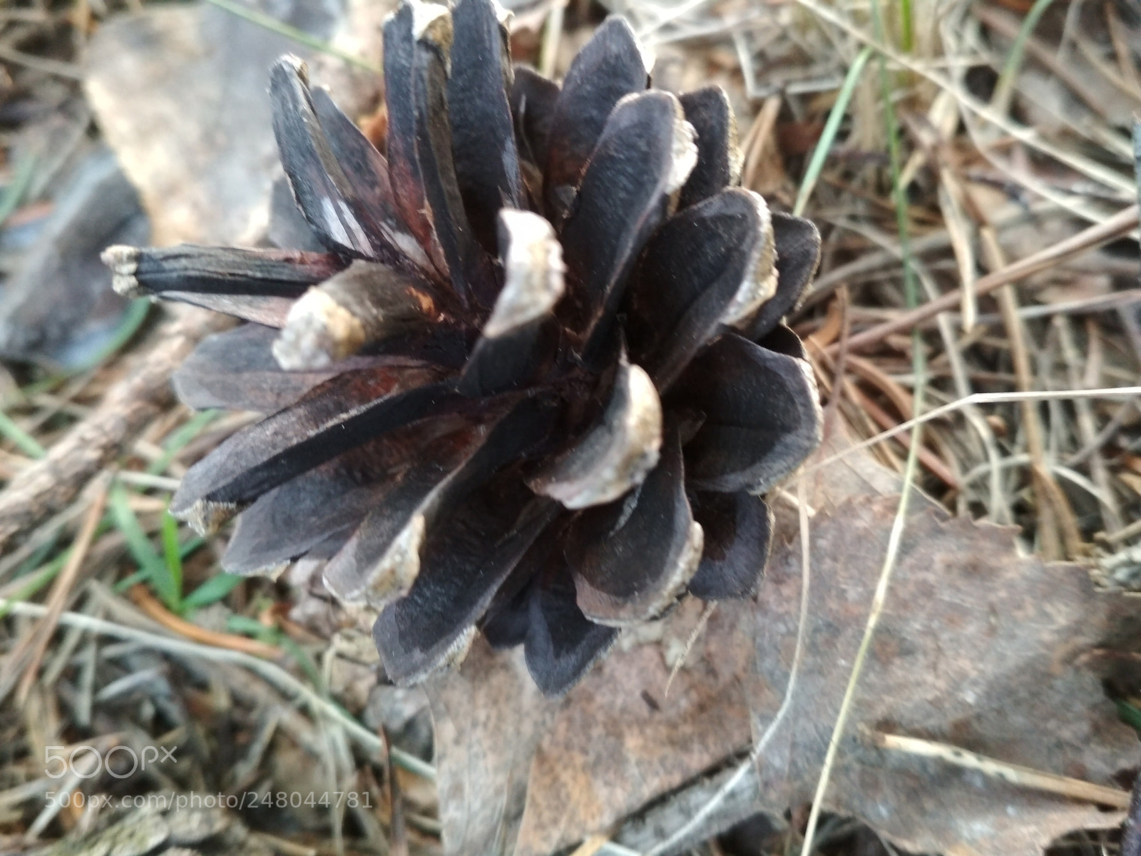 Xiaomi Redmi 4X sample photo. Untitled photography
