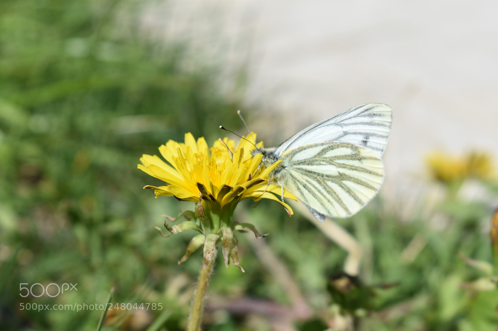Nikon D3400 sample photo. Untitled photography