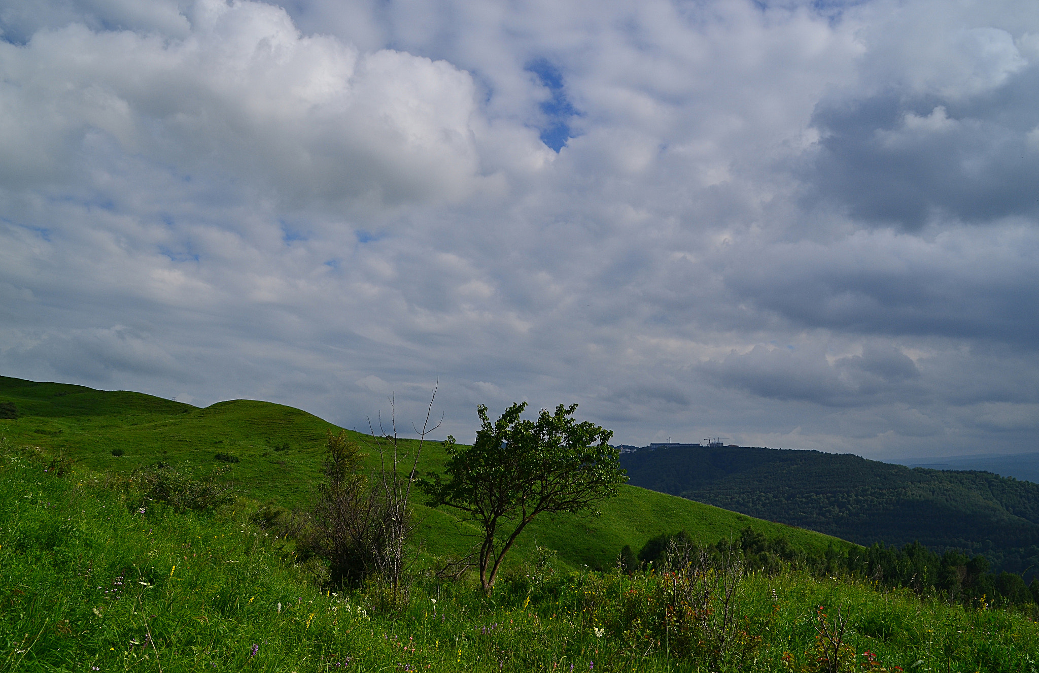 Nikon D3100 sample photo. Apricot with the montane scopes around photography