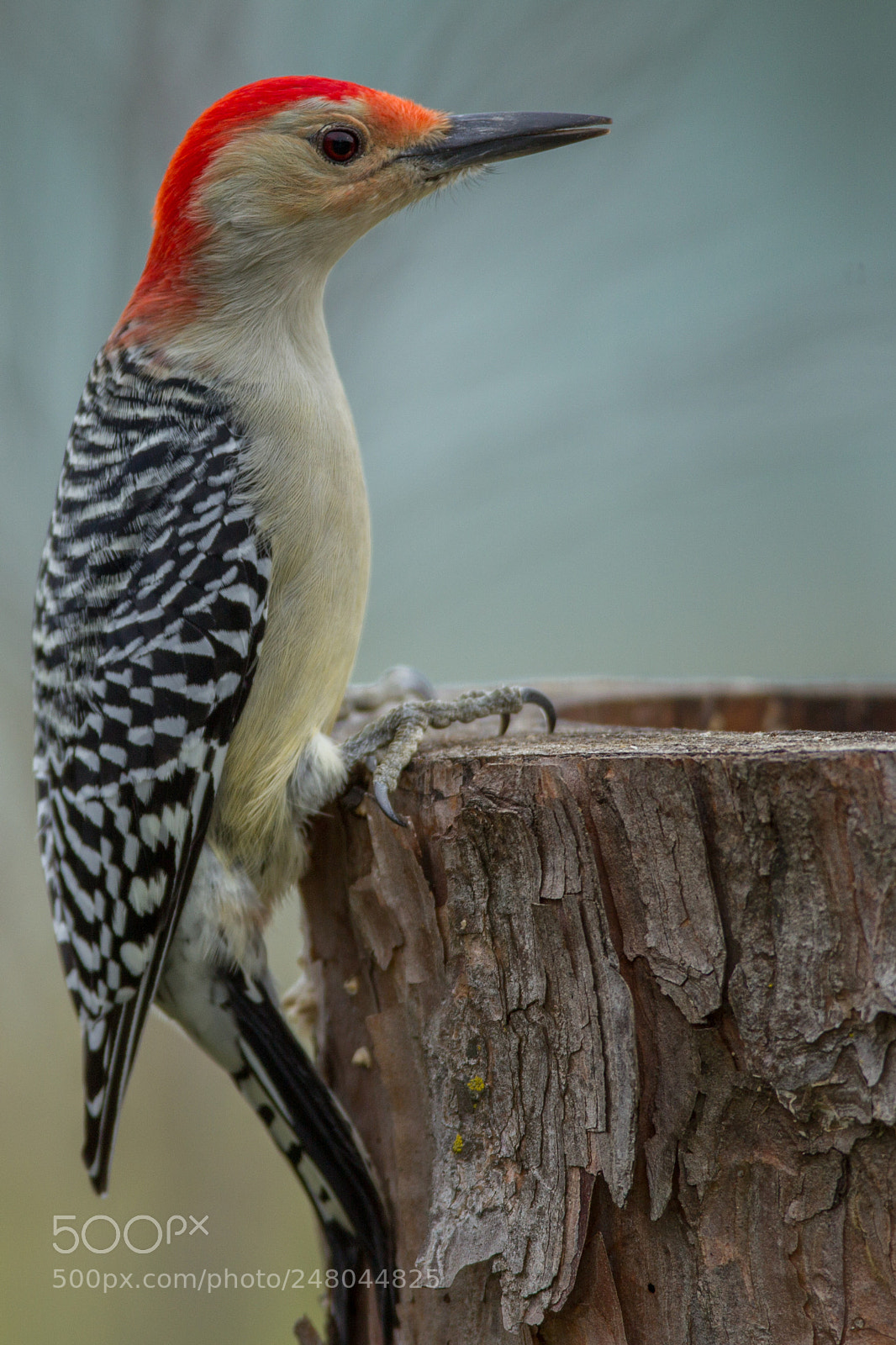 Canon EOS-1D Mark IV sample photo. Red-bellied woodpecker photography