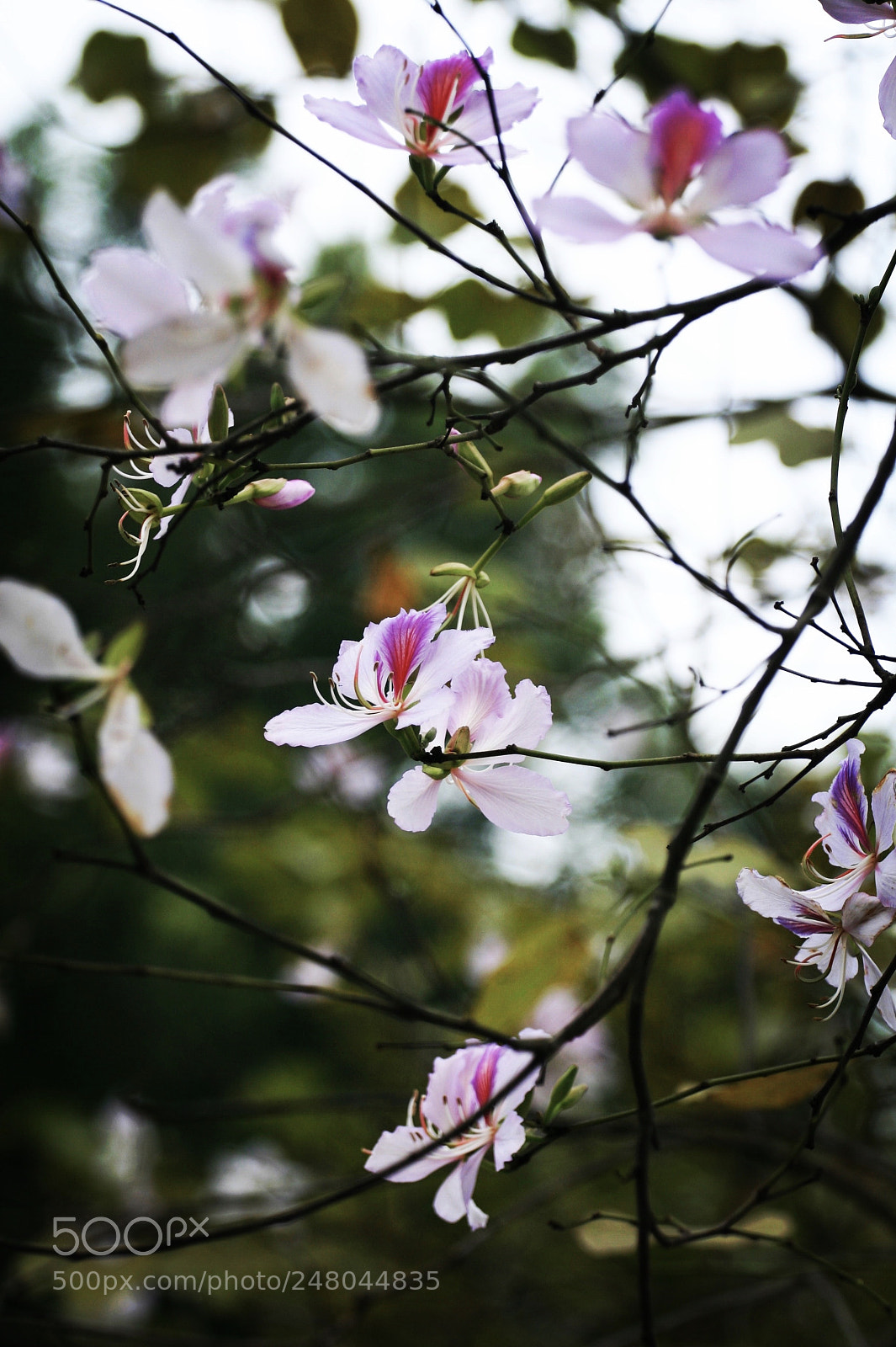 Canon EOS 30D sample photo. Vn northwest flowers photography