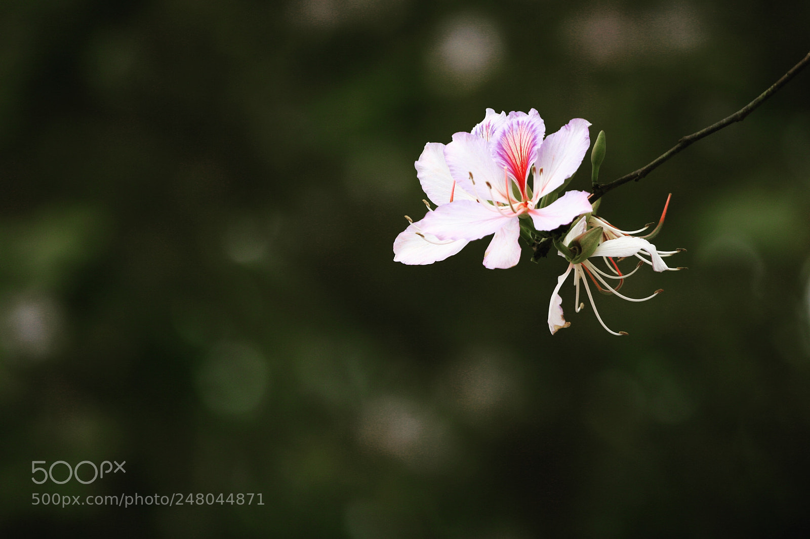 Canon EOS 30D sample photo. Flower is called ban photography