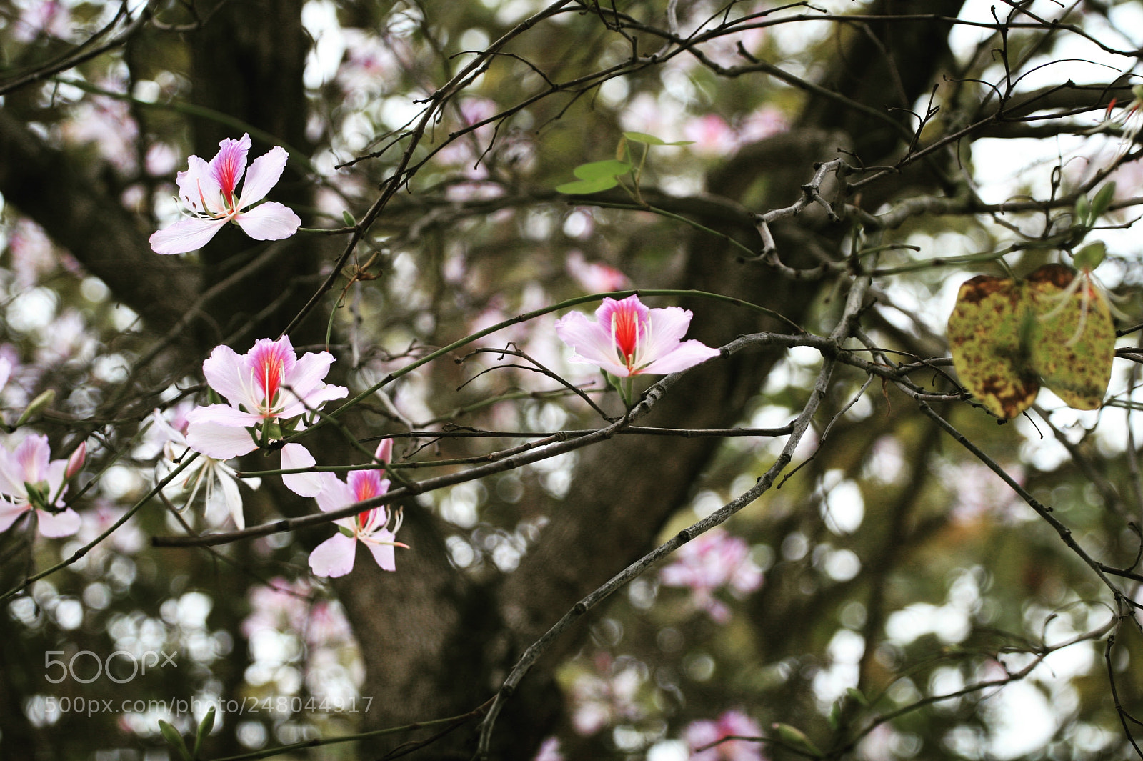 Canon EOS 30D sample photo. Untitled photography