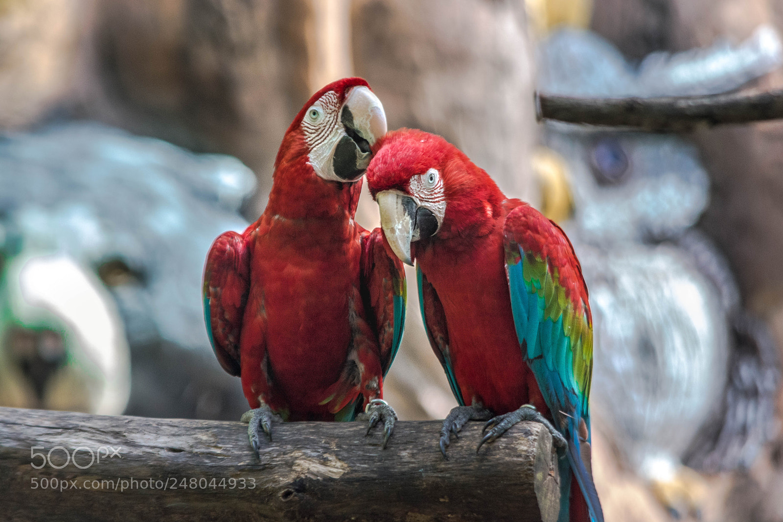 Nikon D7100 sample photo. Macaw photography