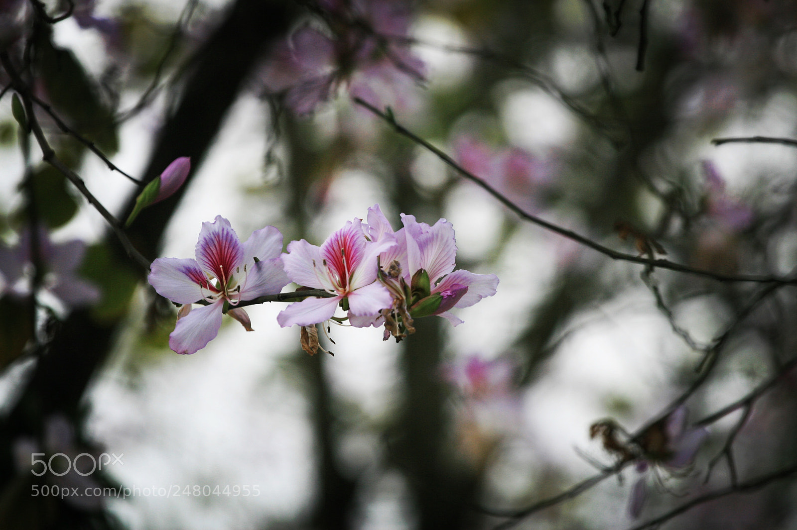 Canon EOS 30D sample photo. Flower is called ban photography