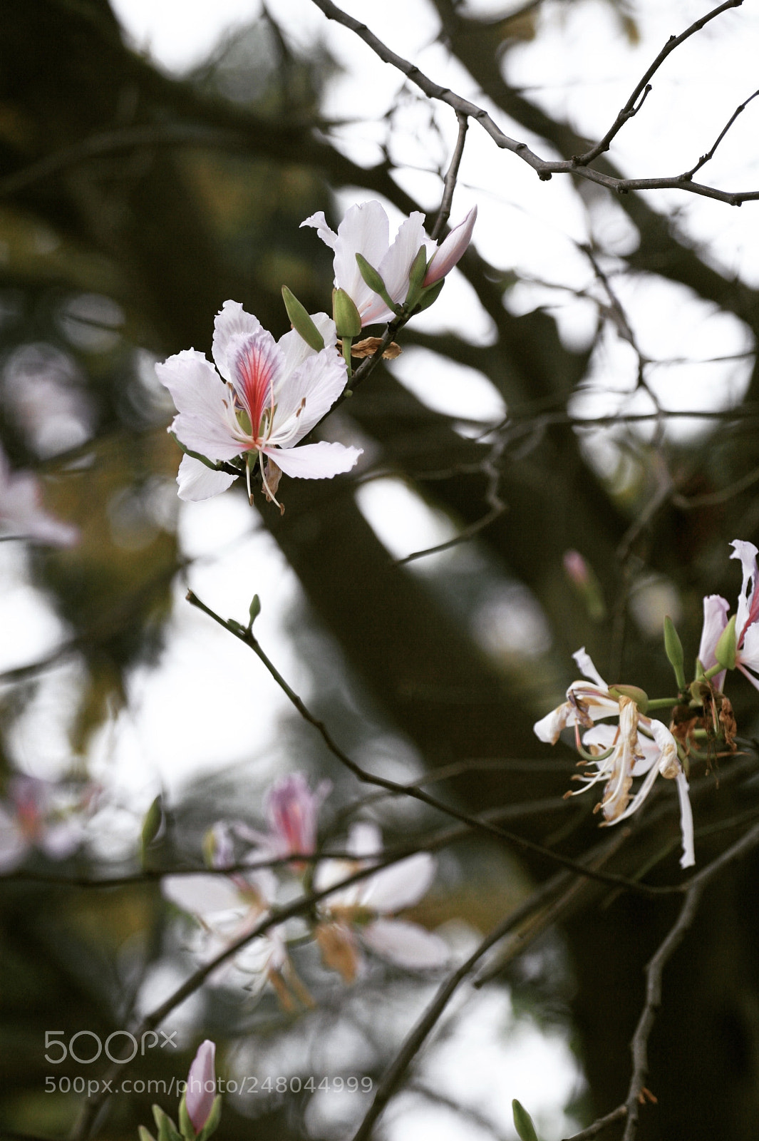 Canon EOS 30D sample photo. Flower is called ban photography