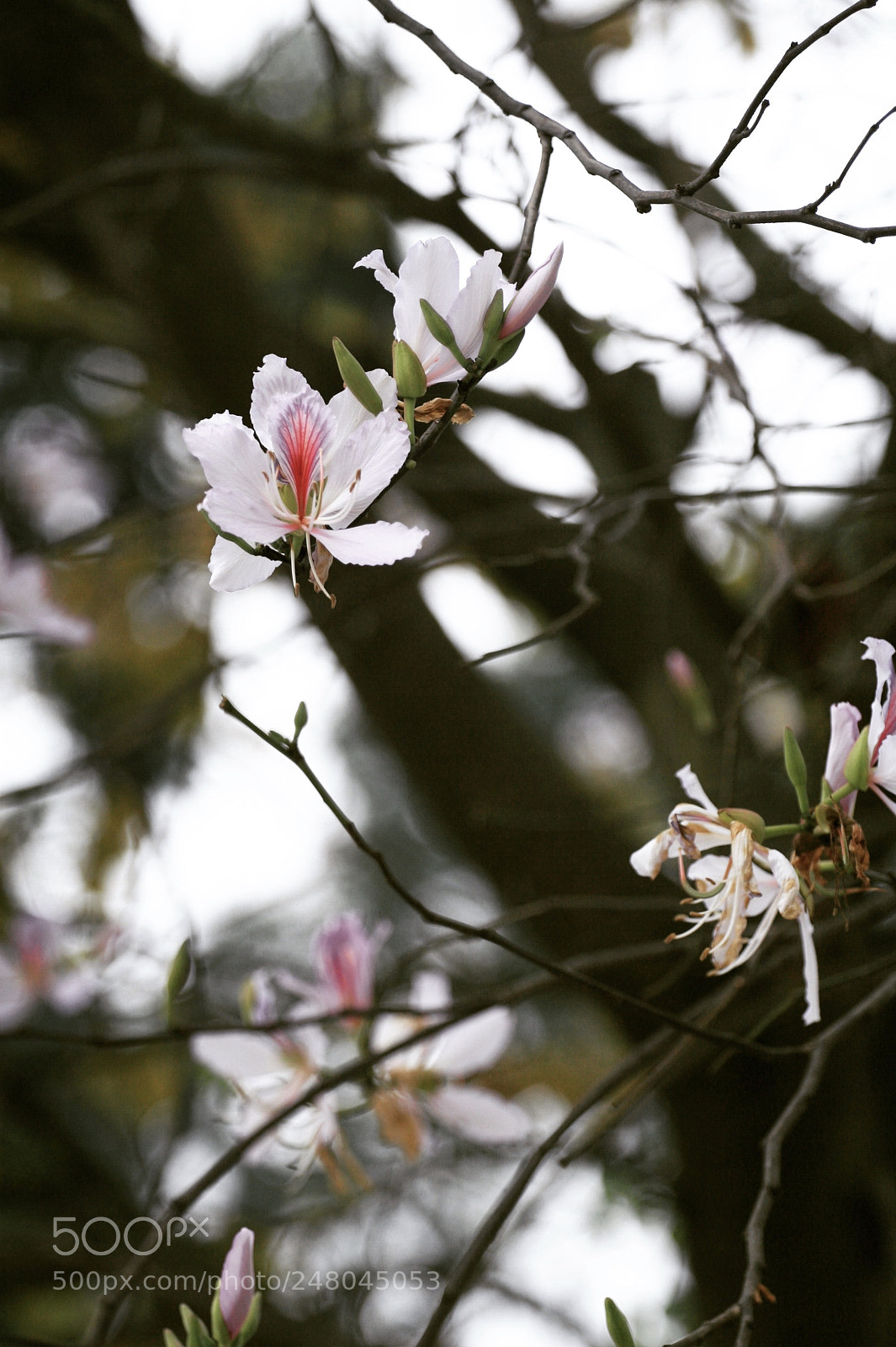 Canon EOS 30D sample photo. Flower is called ban photography